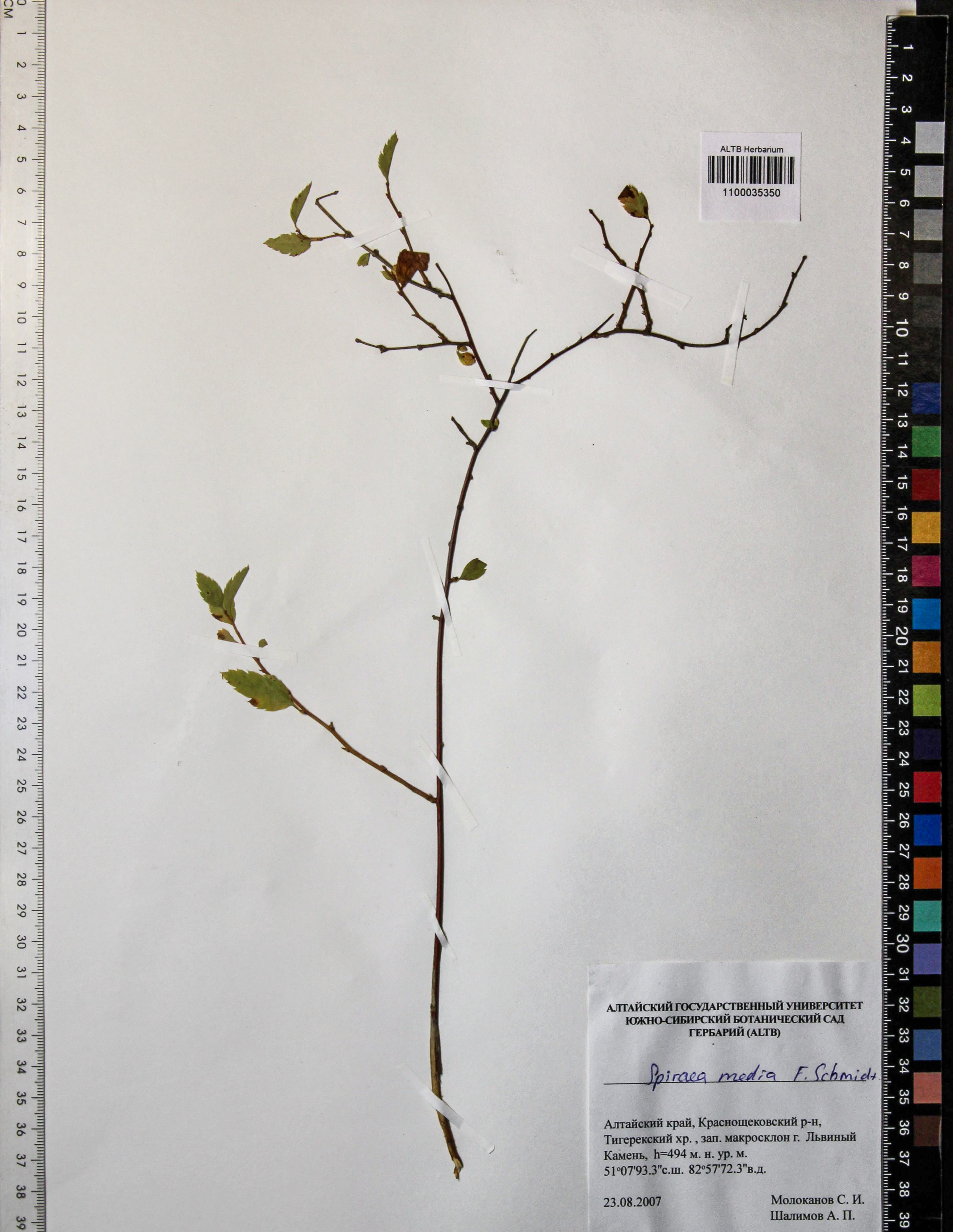 Spiraea media Schmidt