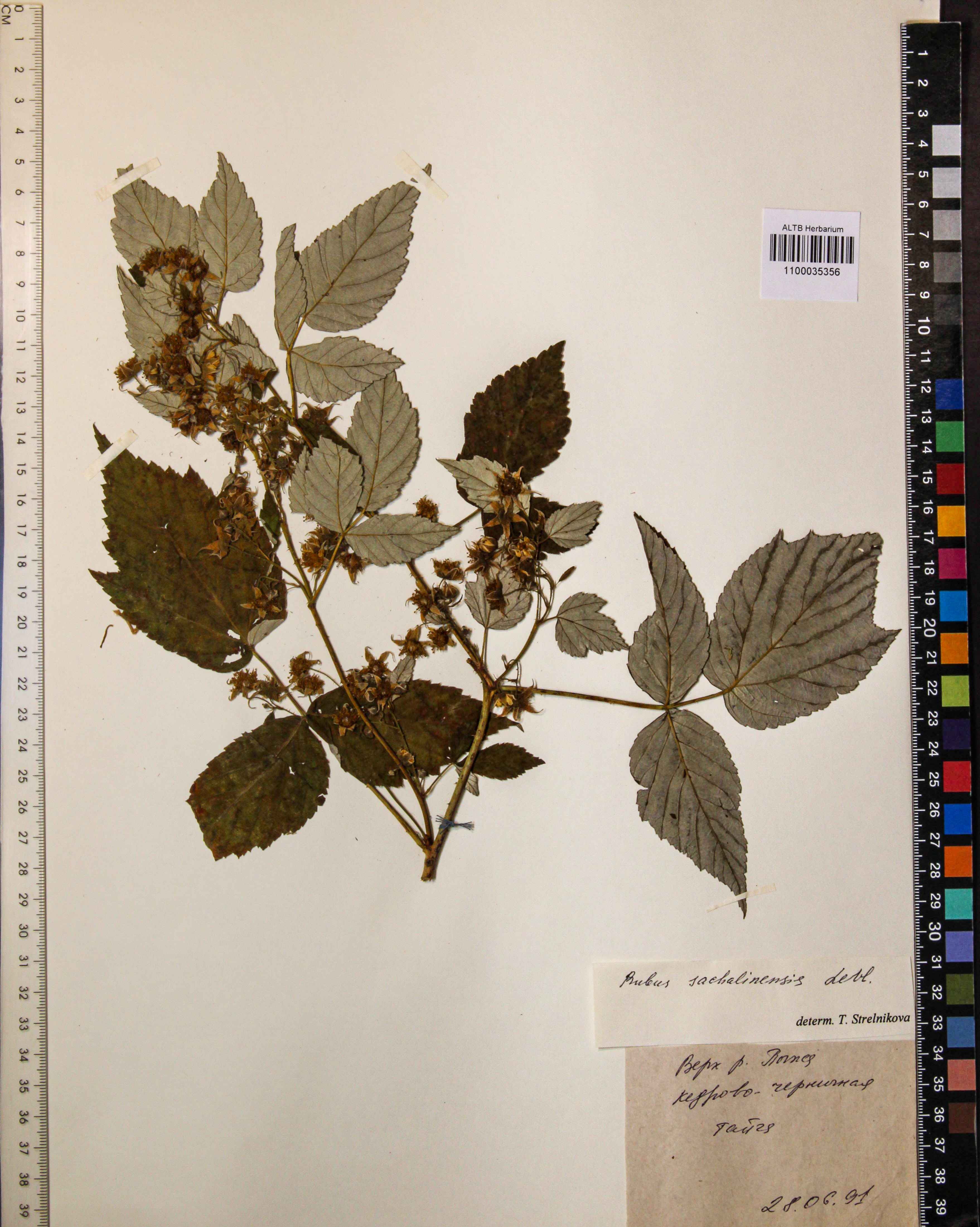 Rubus sachalinensis Levl.