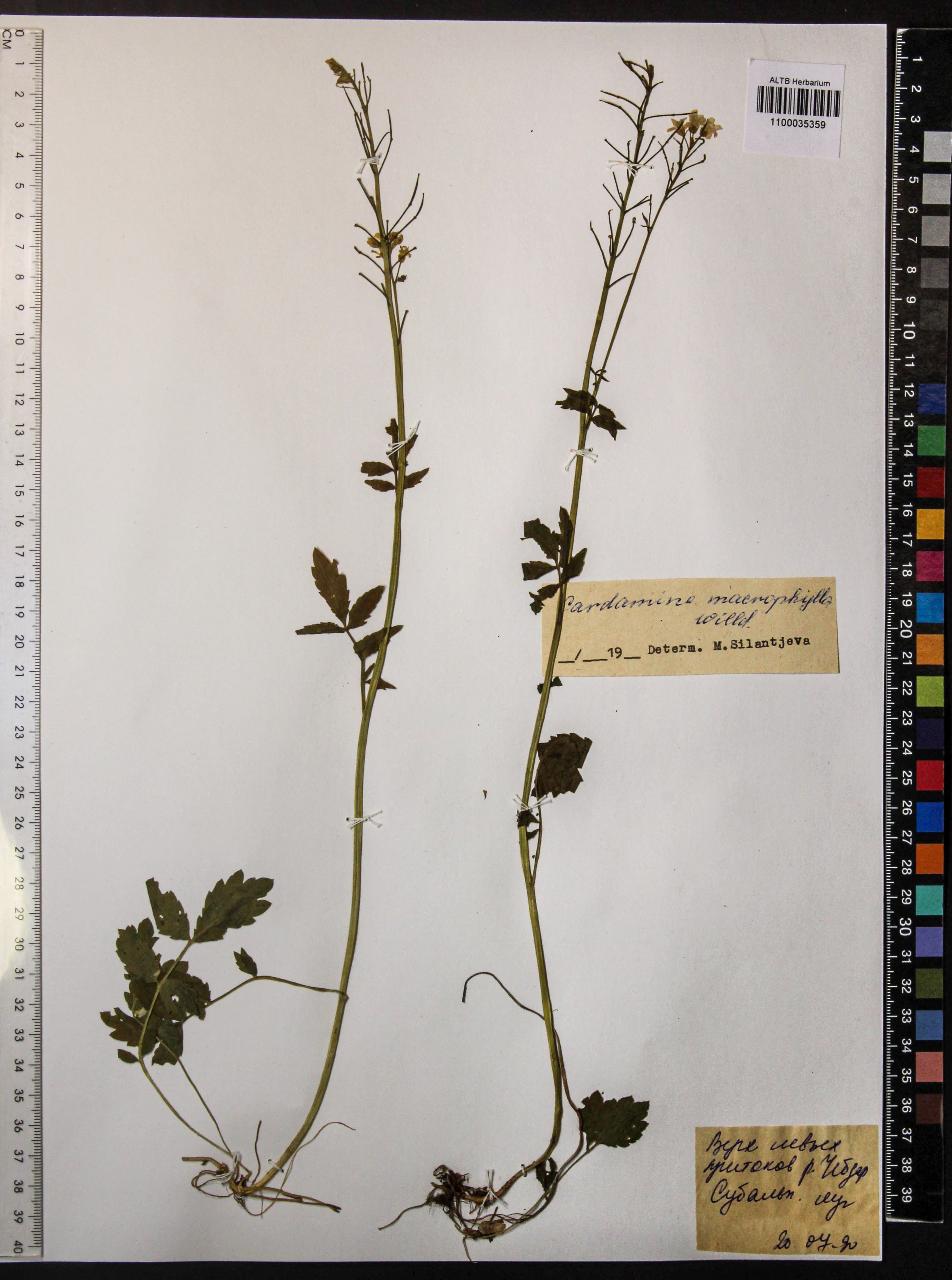 Cardamine macrophylla Willd.