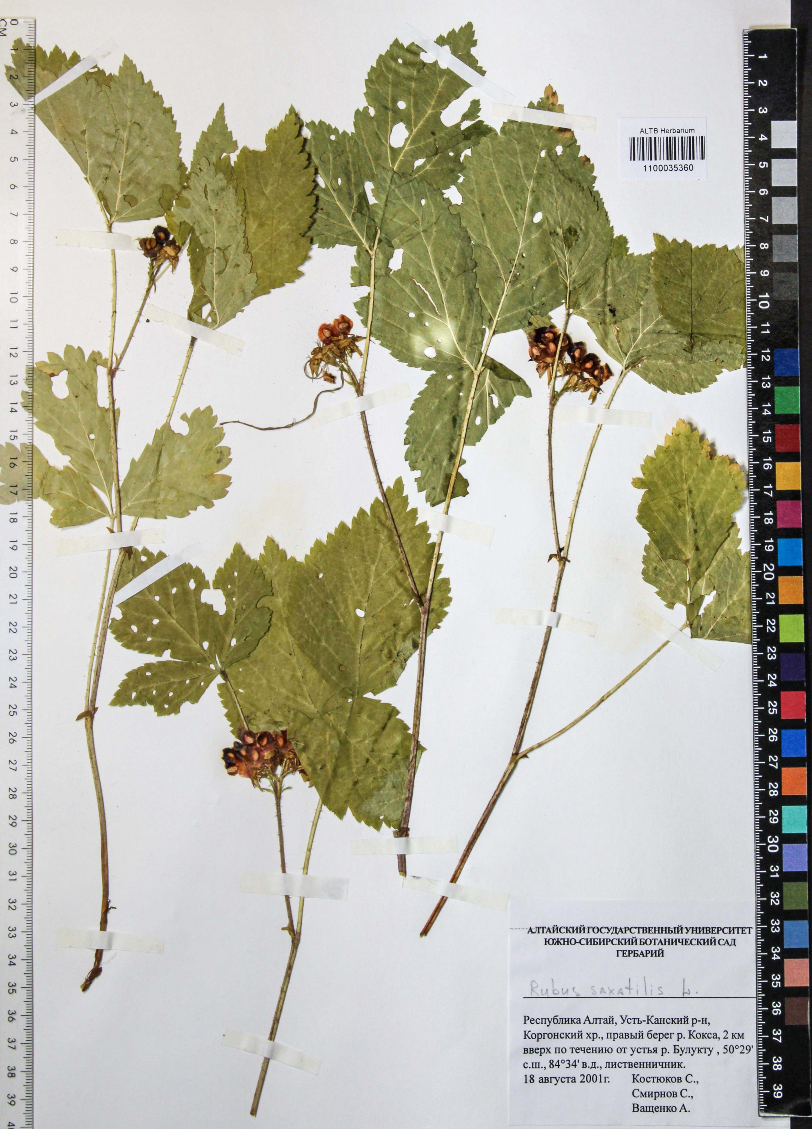 Rubus saxatilis L.