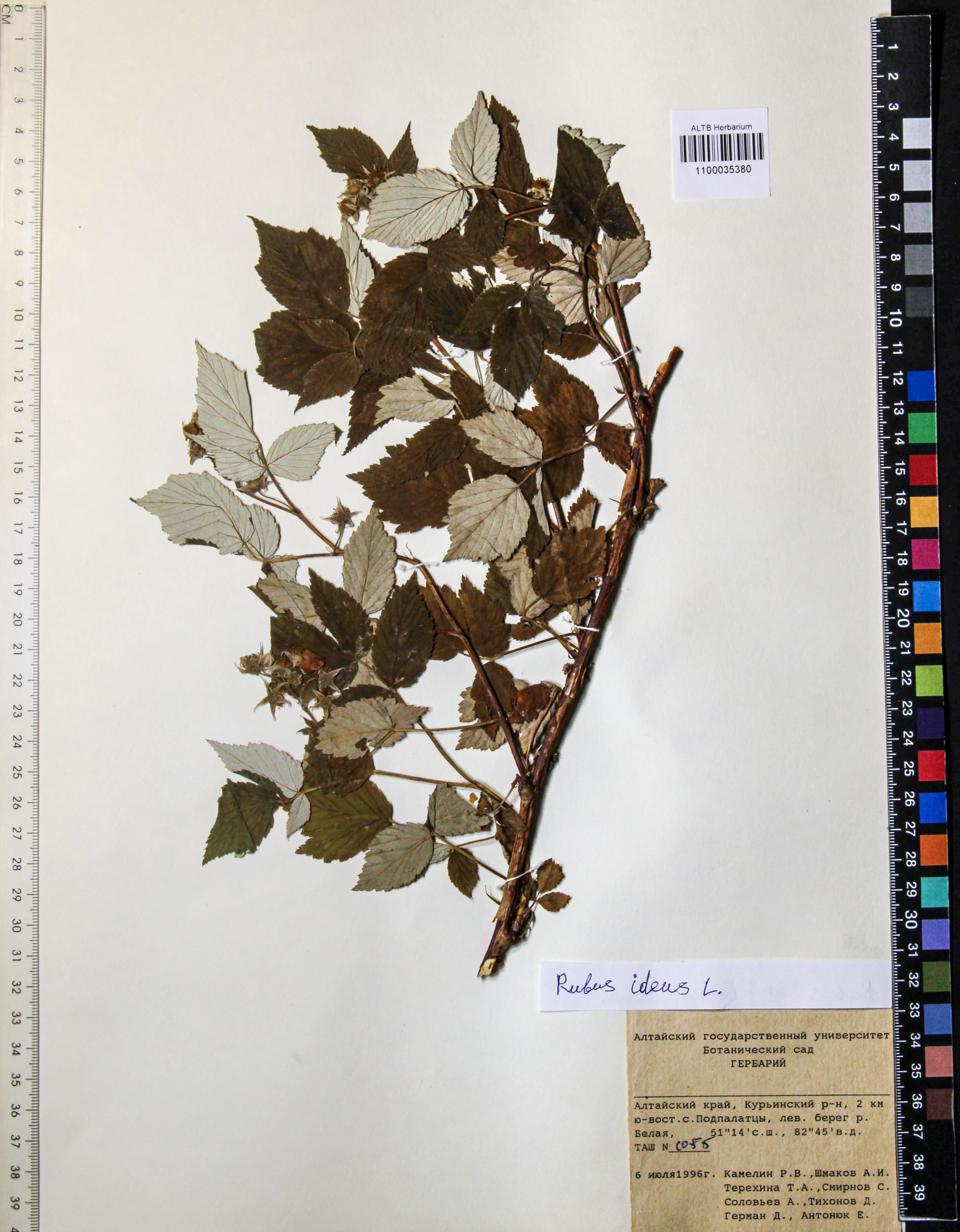 Rubus idaeus L.