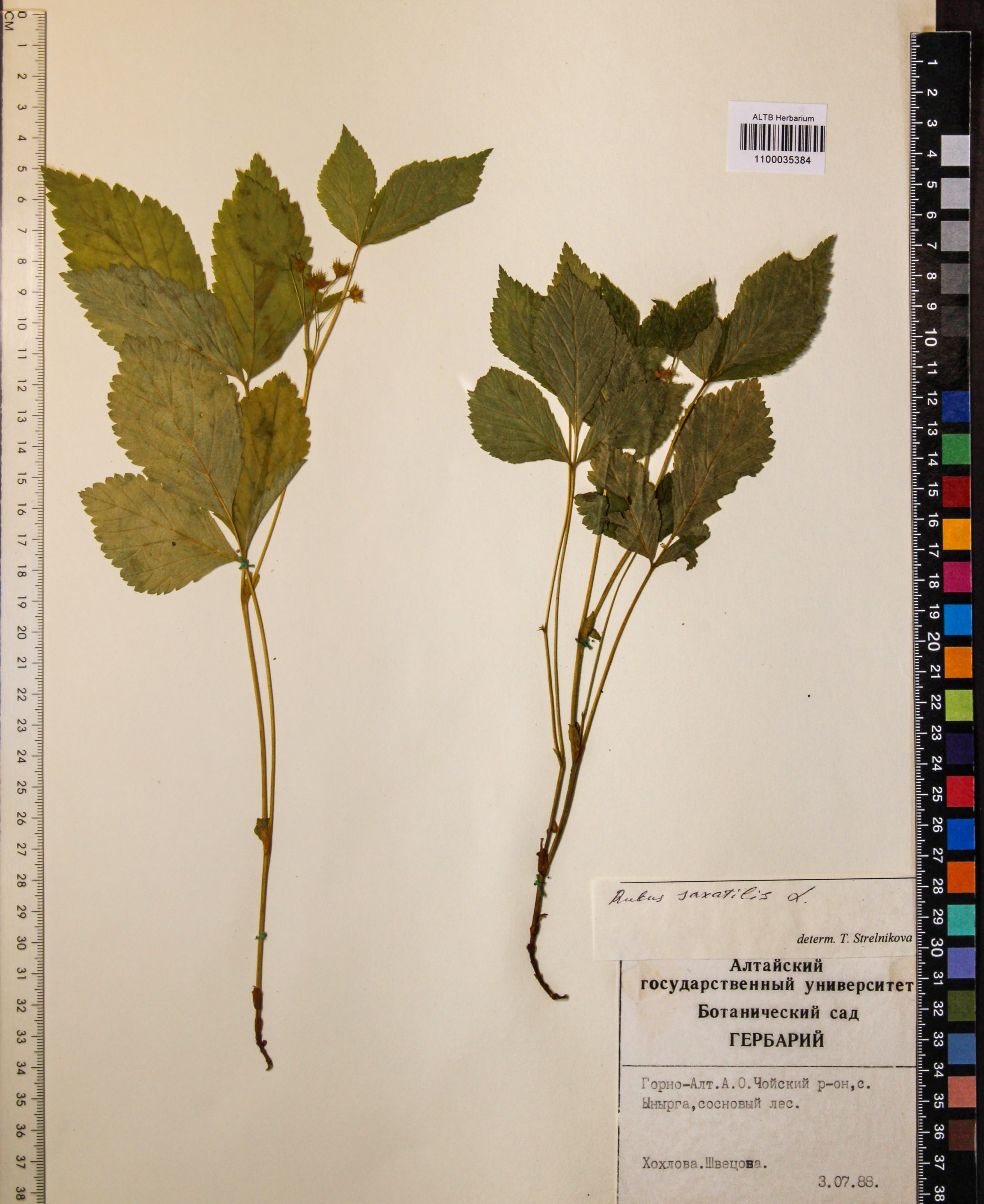 Rubus saxatilis L.