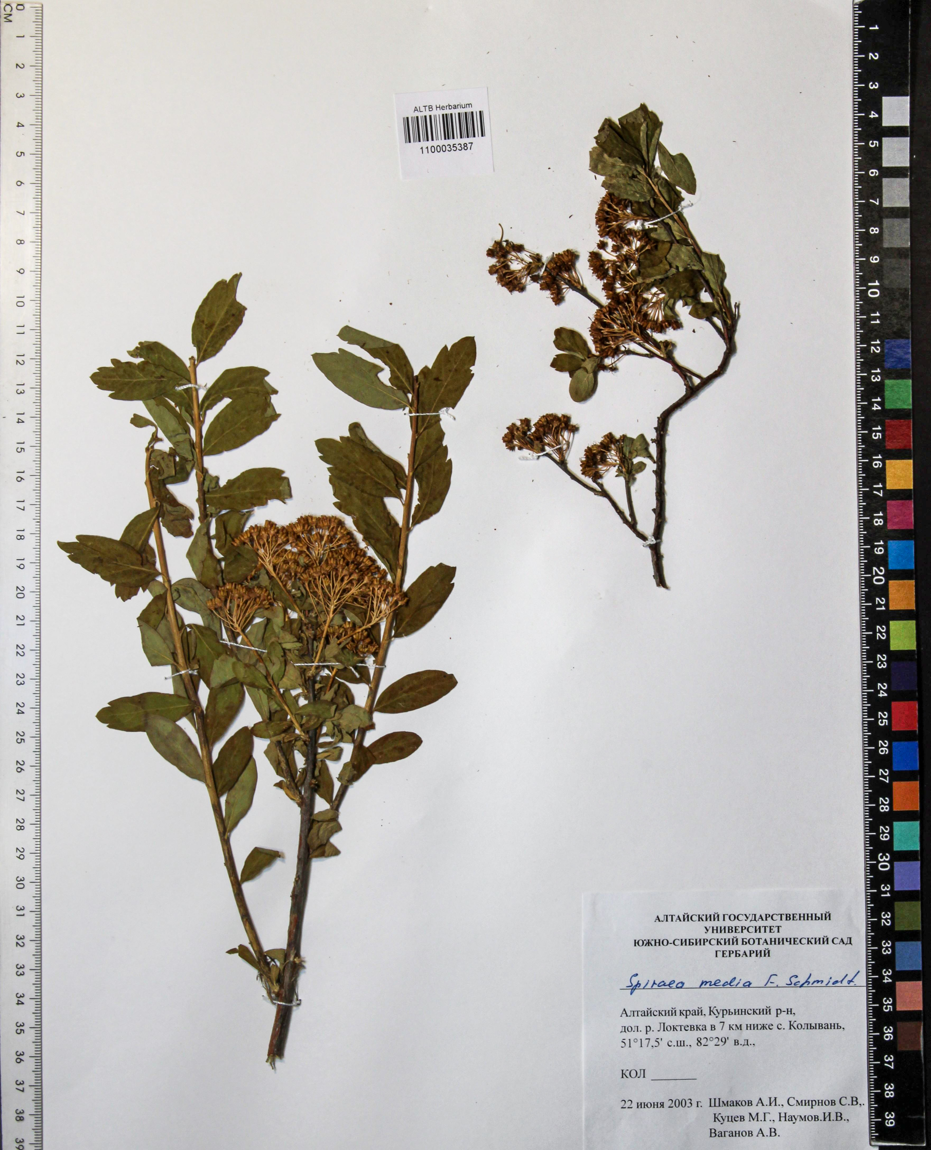 Spiraea media Schmidt