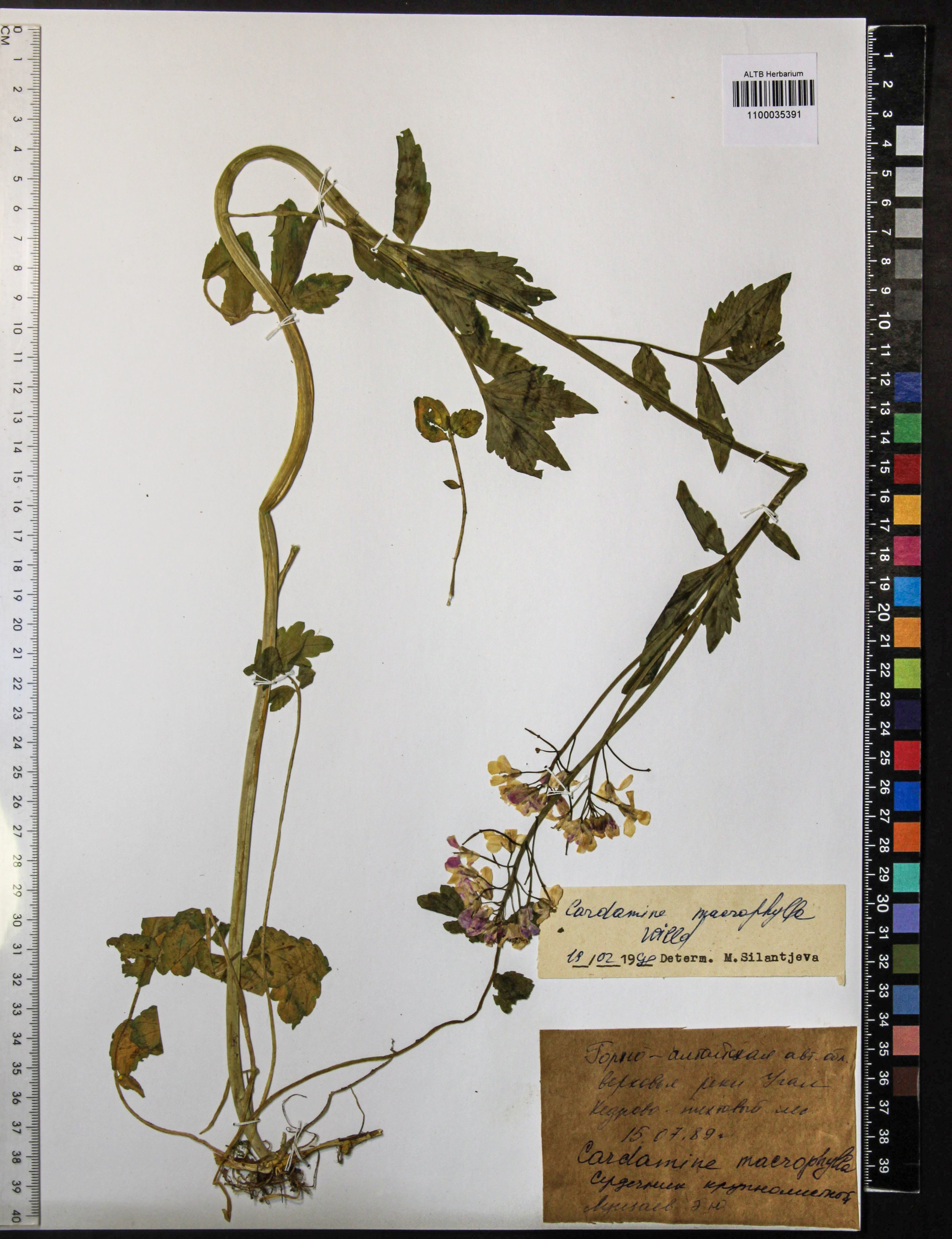 Cardamine macrophylla Willd.