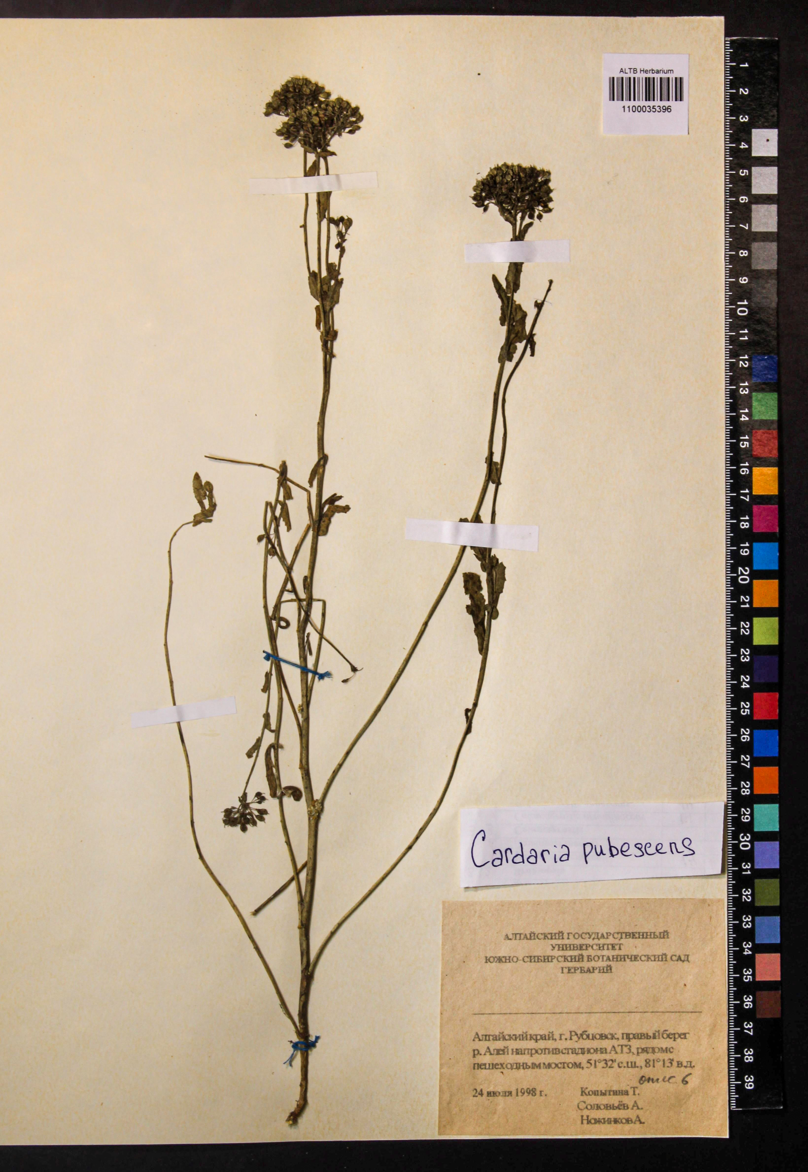 Cardaria pubescens (C.A.Mey.) Jarm.
