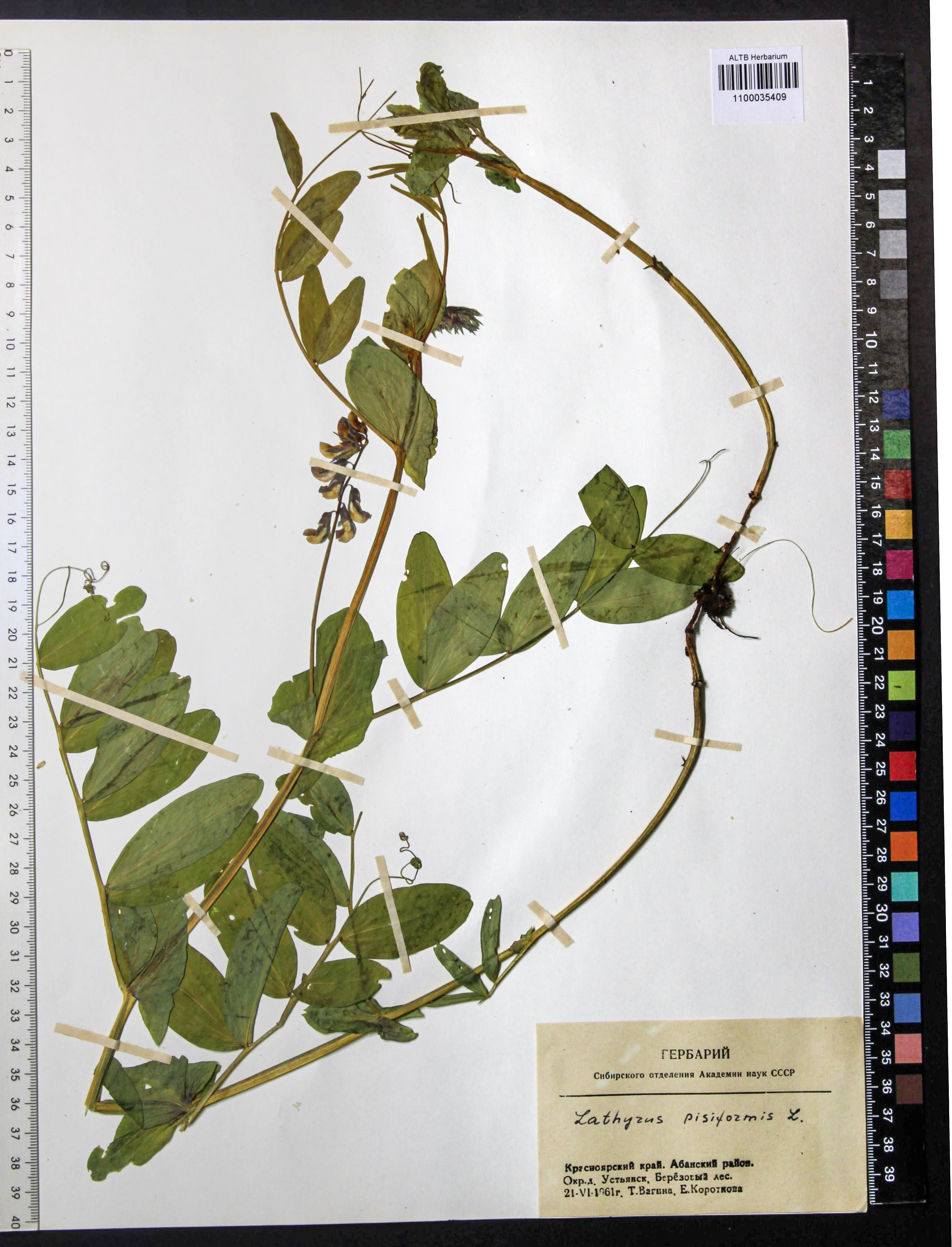 Lathyrus pisiformis L.