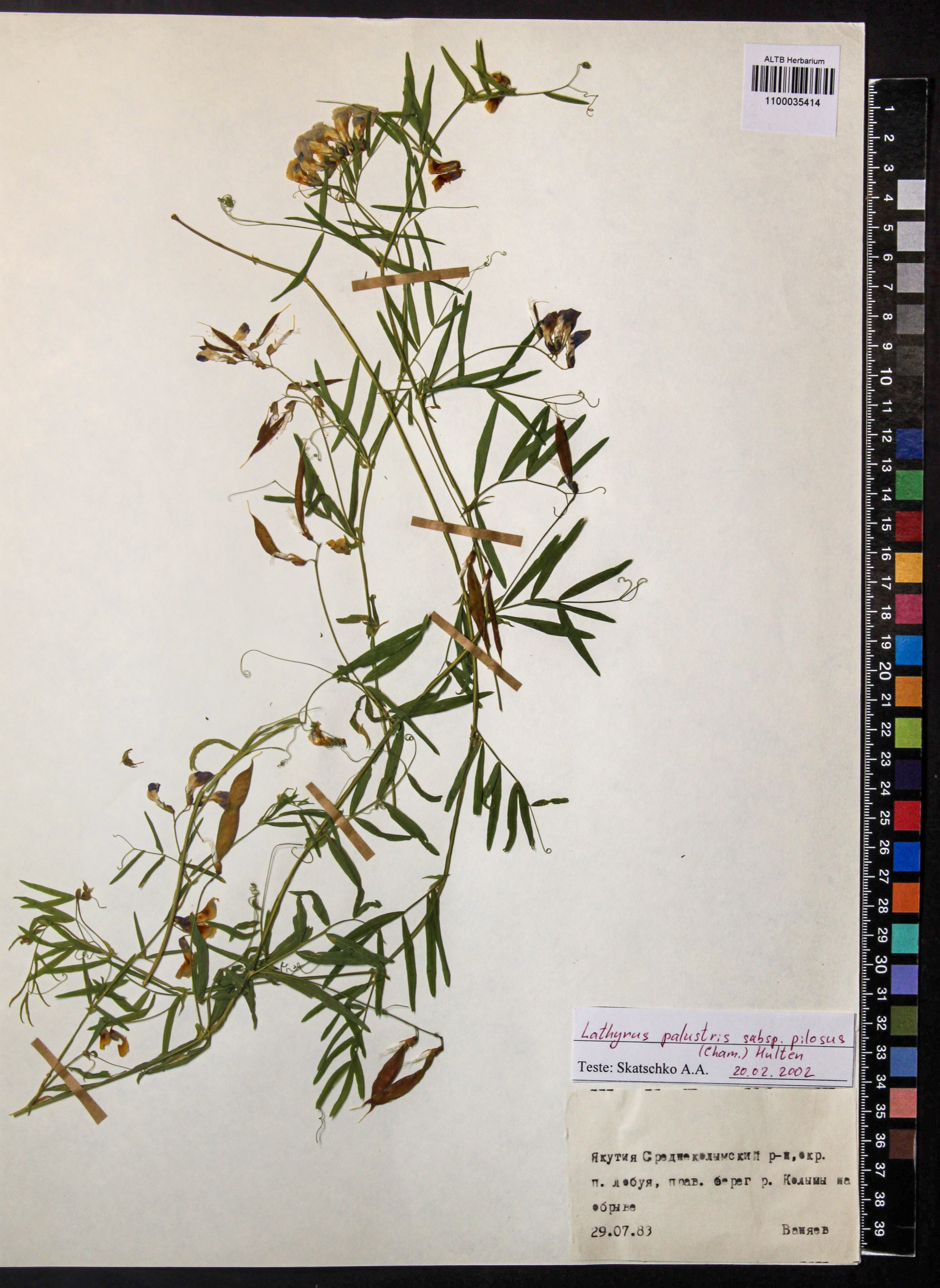 Lathyrus palustris subsp. pilosus (Cham.) Hultén