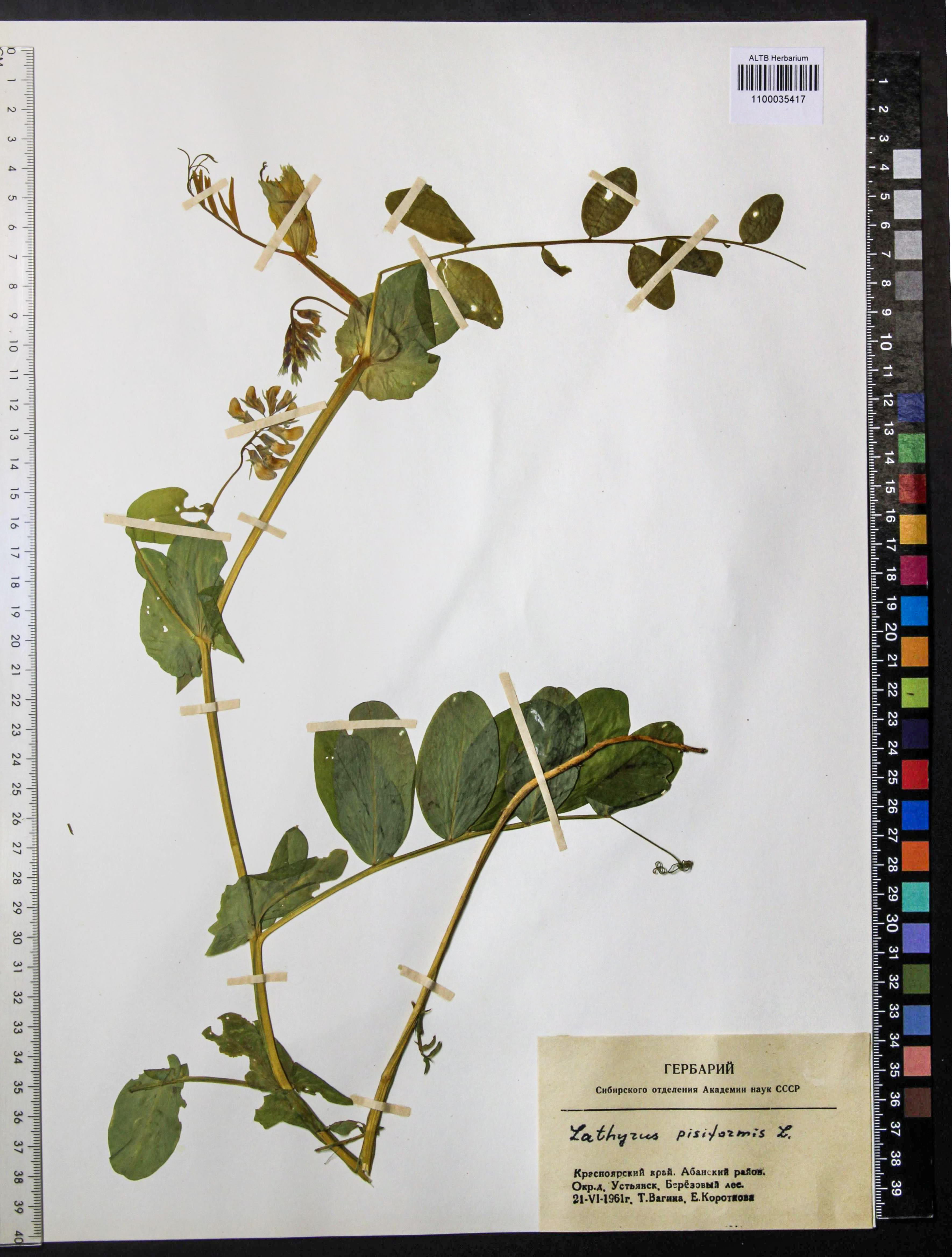 Lathyrus pisiformis L.