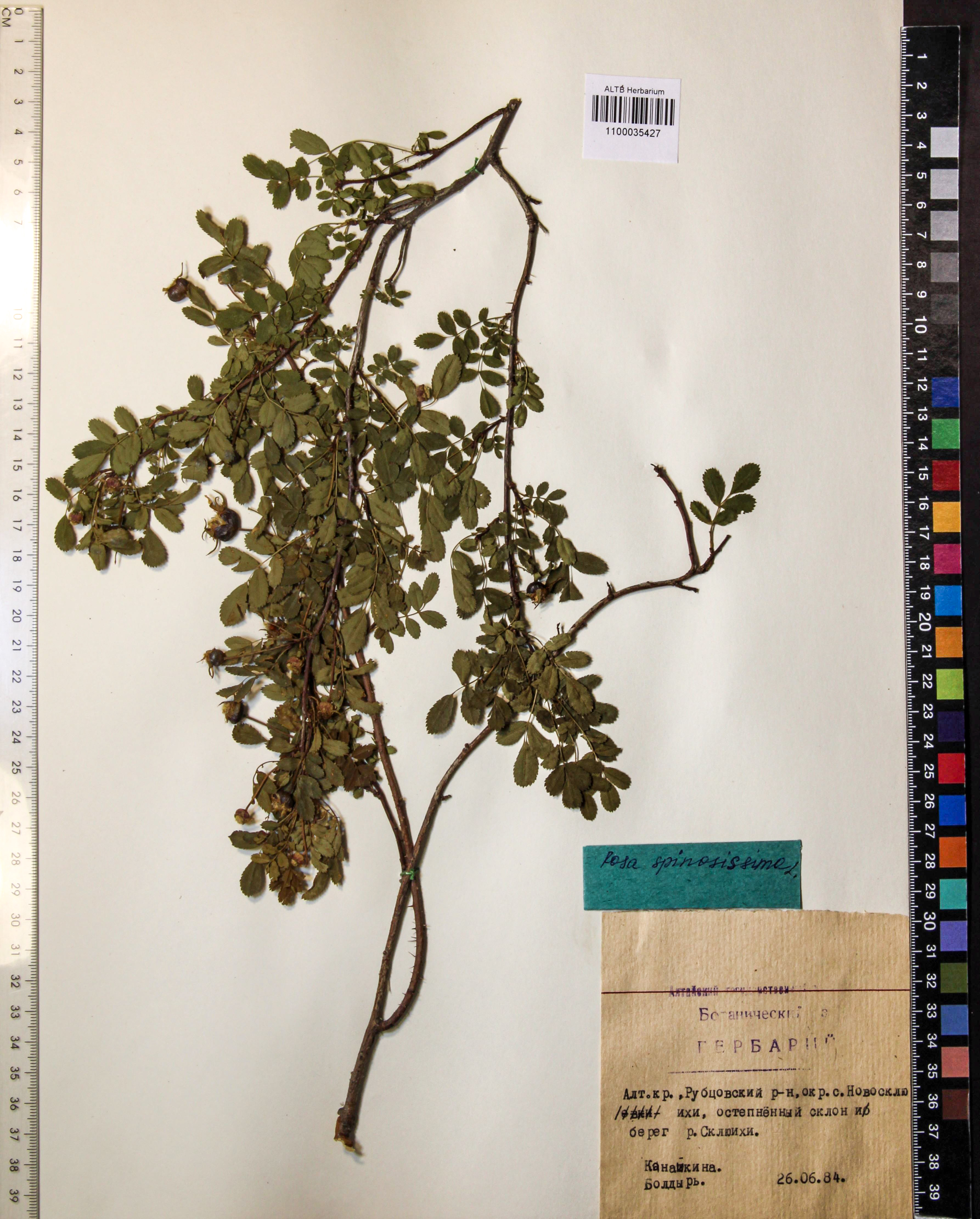 Rosa spinosissima L.