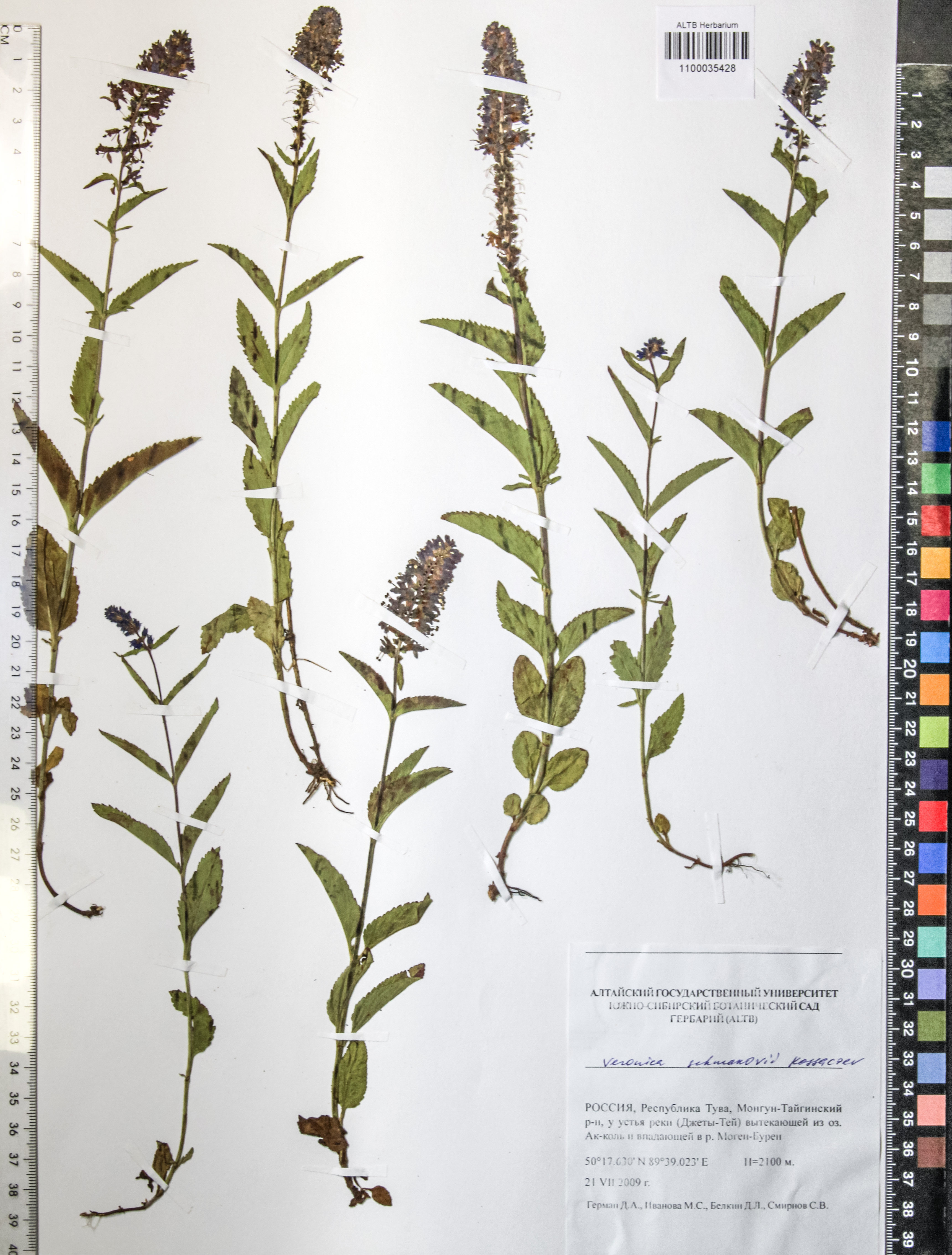 Veronica longifolia L.