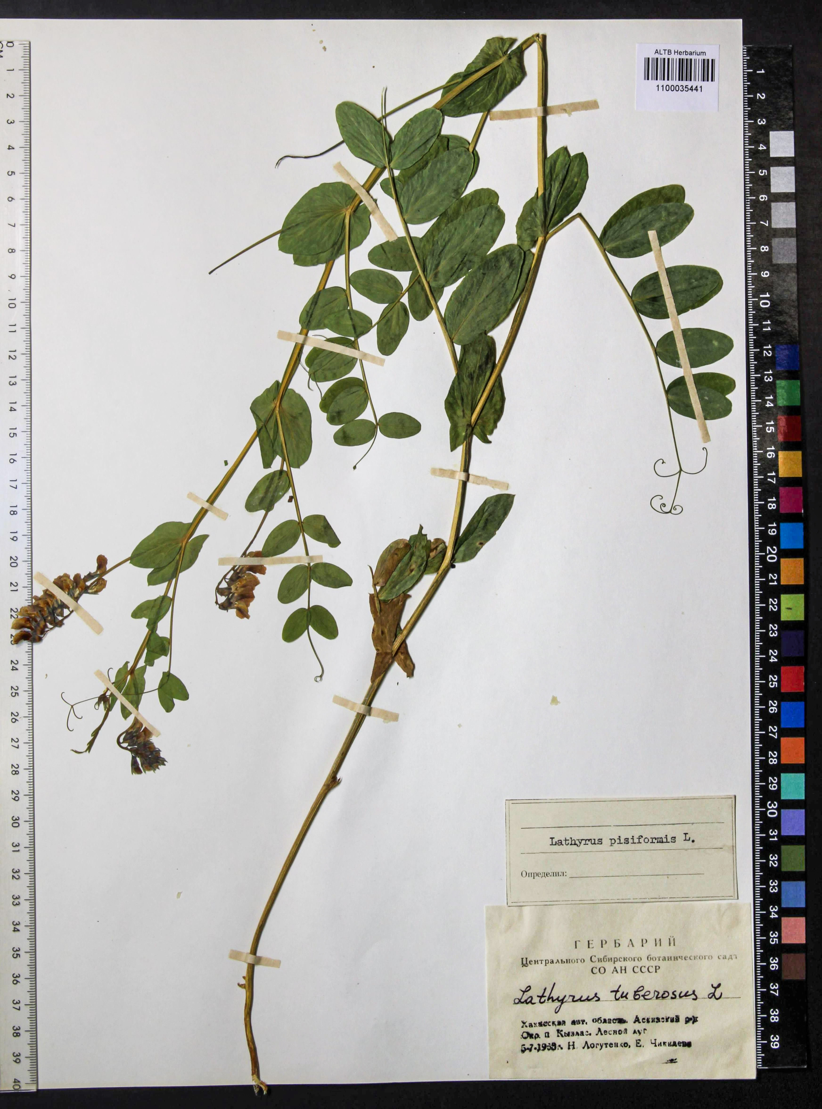 Lathyrus pisiformis L.