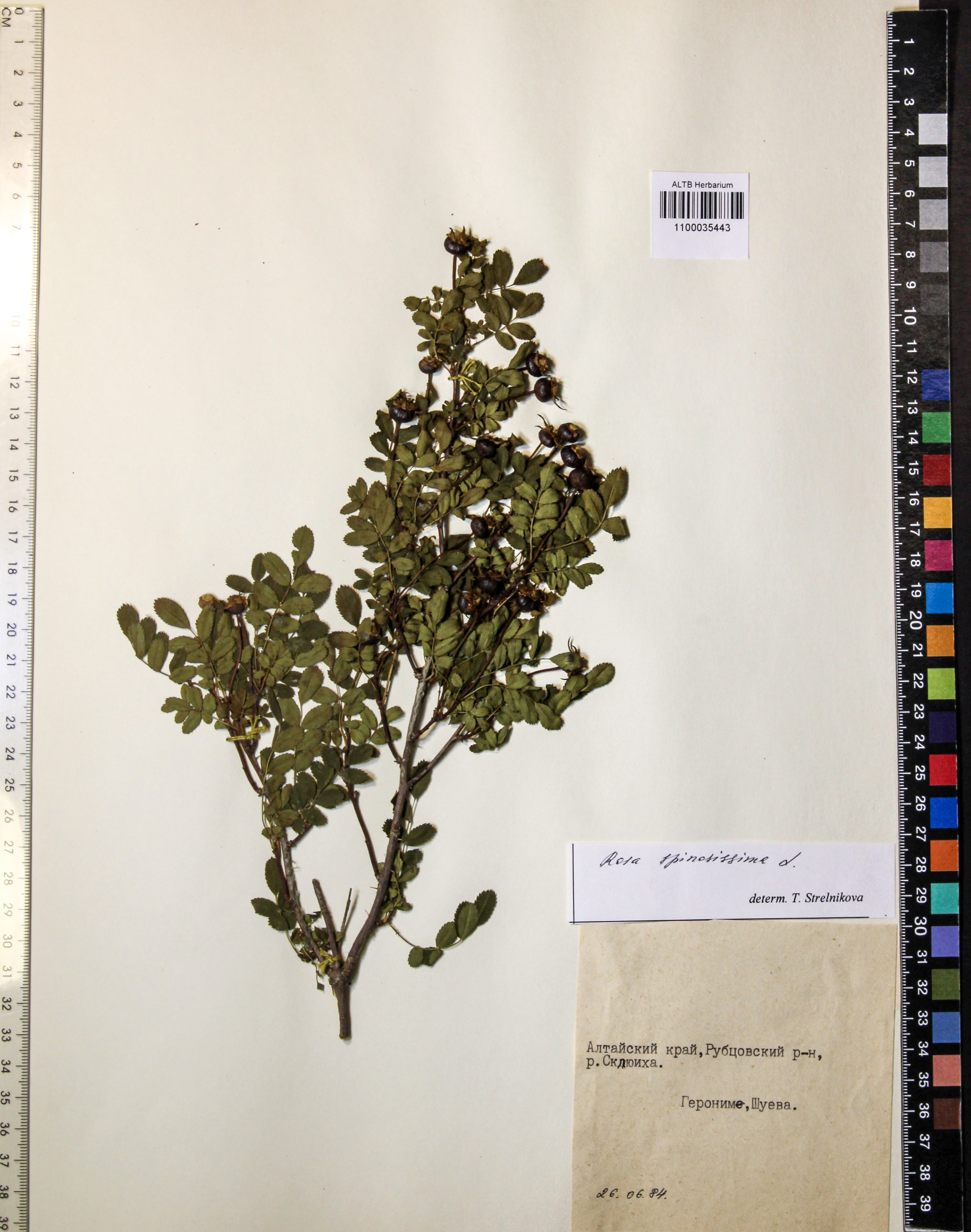 Rosa spinosissima L.