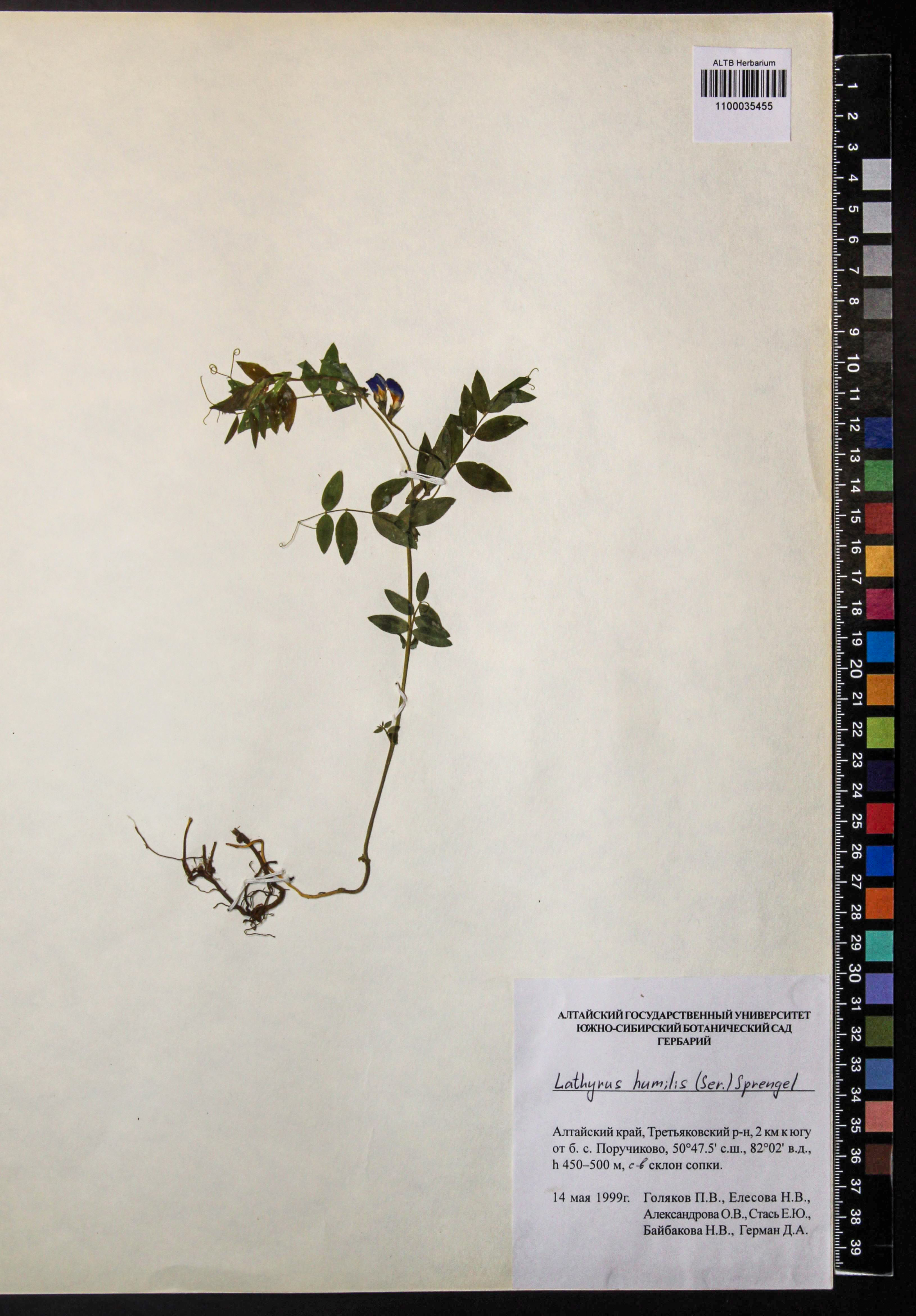 Lathyrus humilis (Ser.) Fisch. ex Spreng.