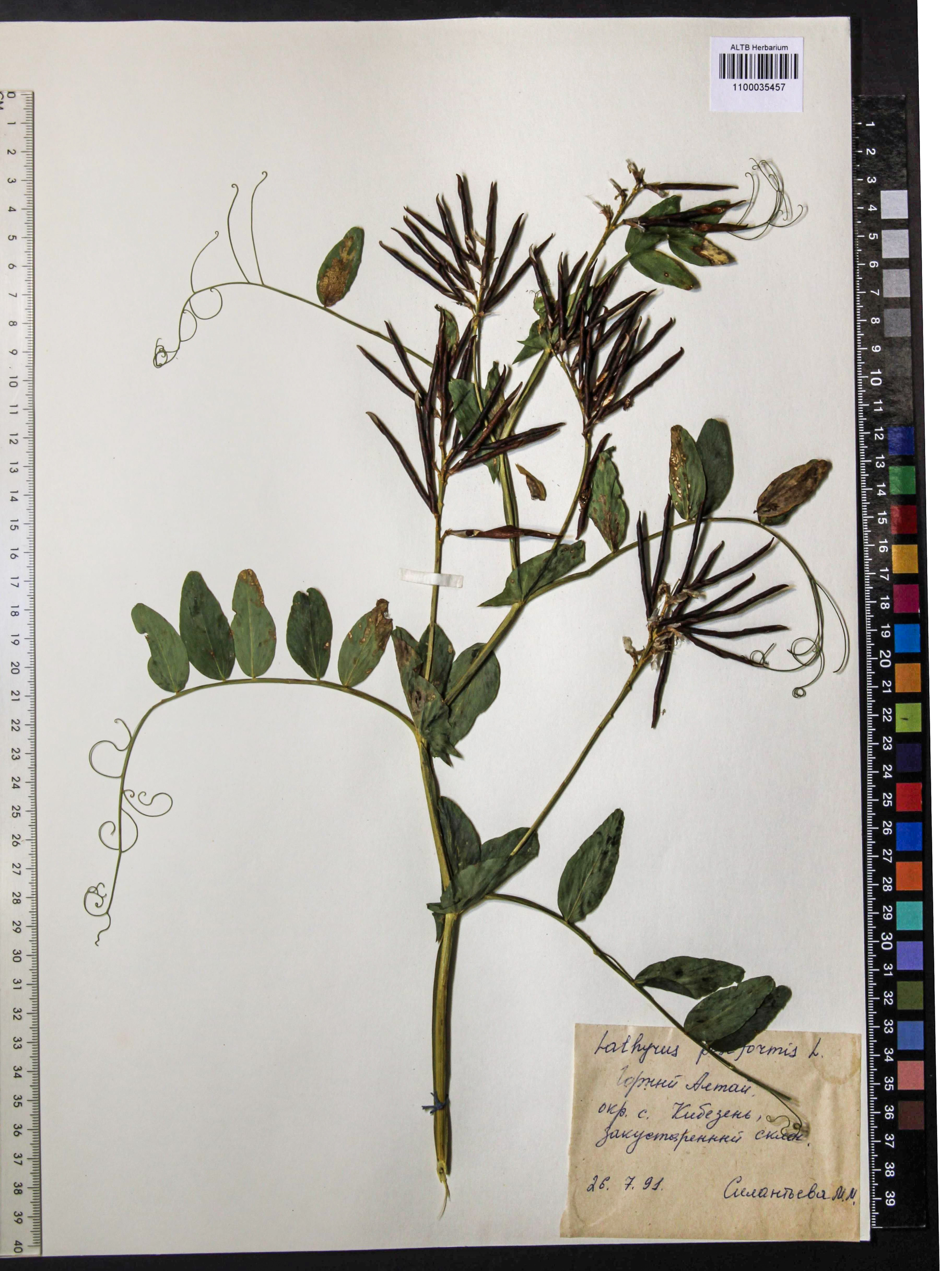 Lathyrus pisiformis L.
