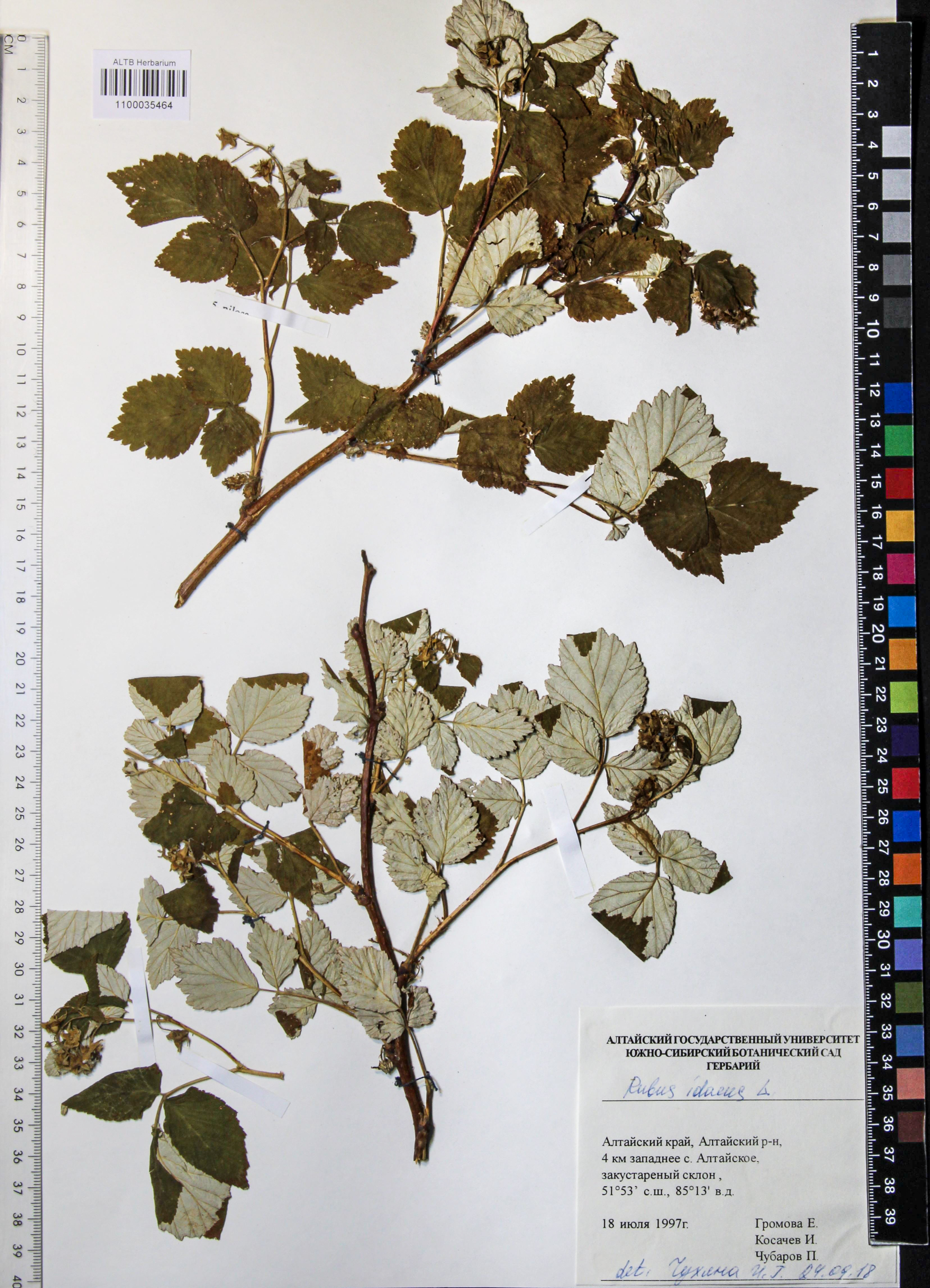 Rubus idaeus L.