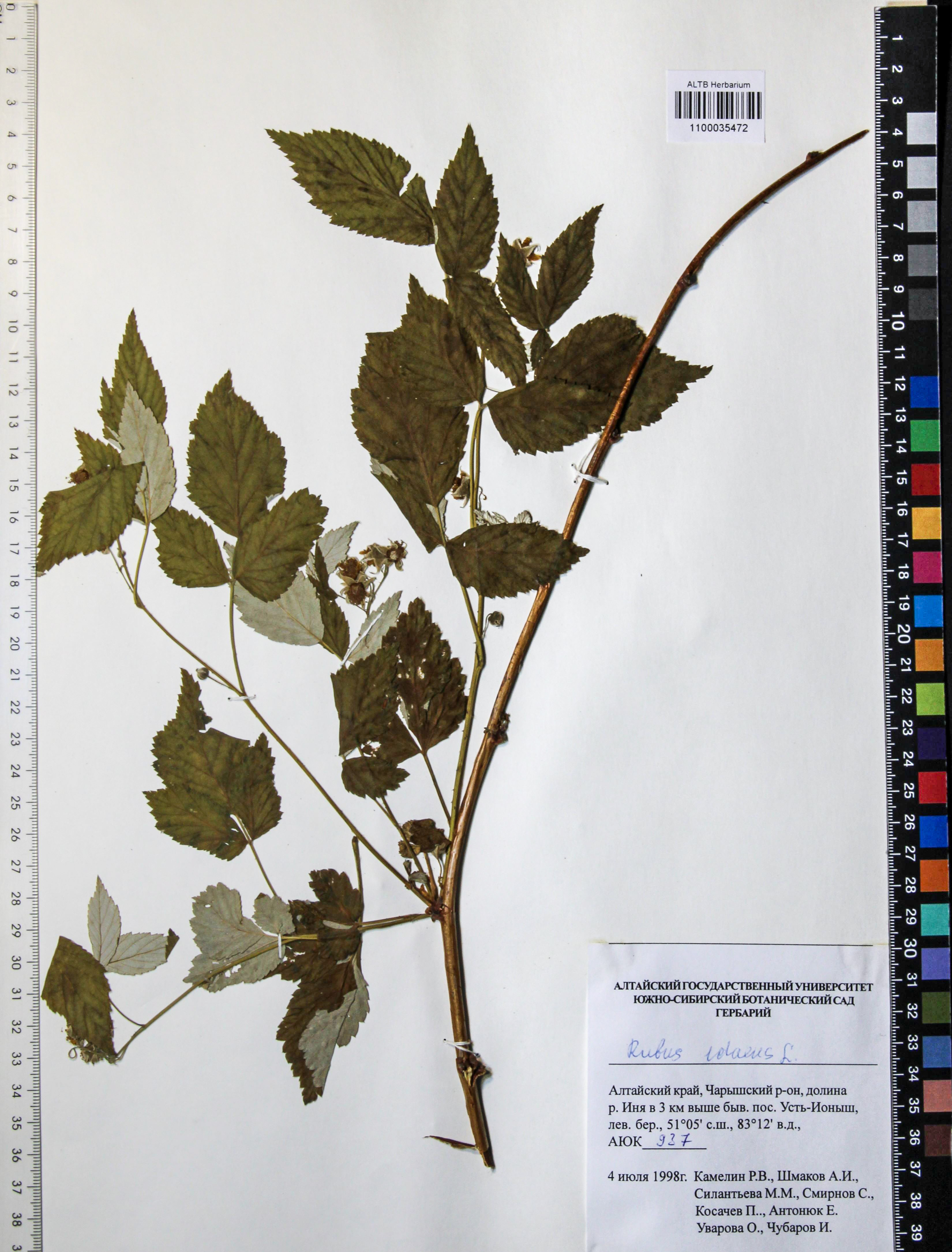 Rubus idaeus L.