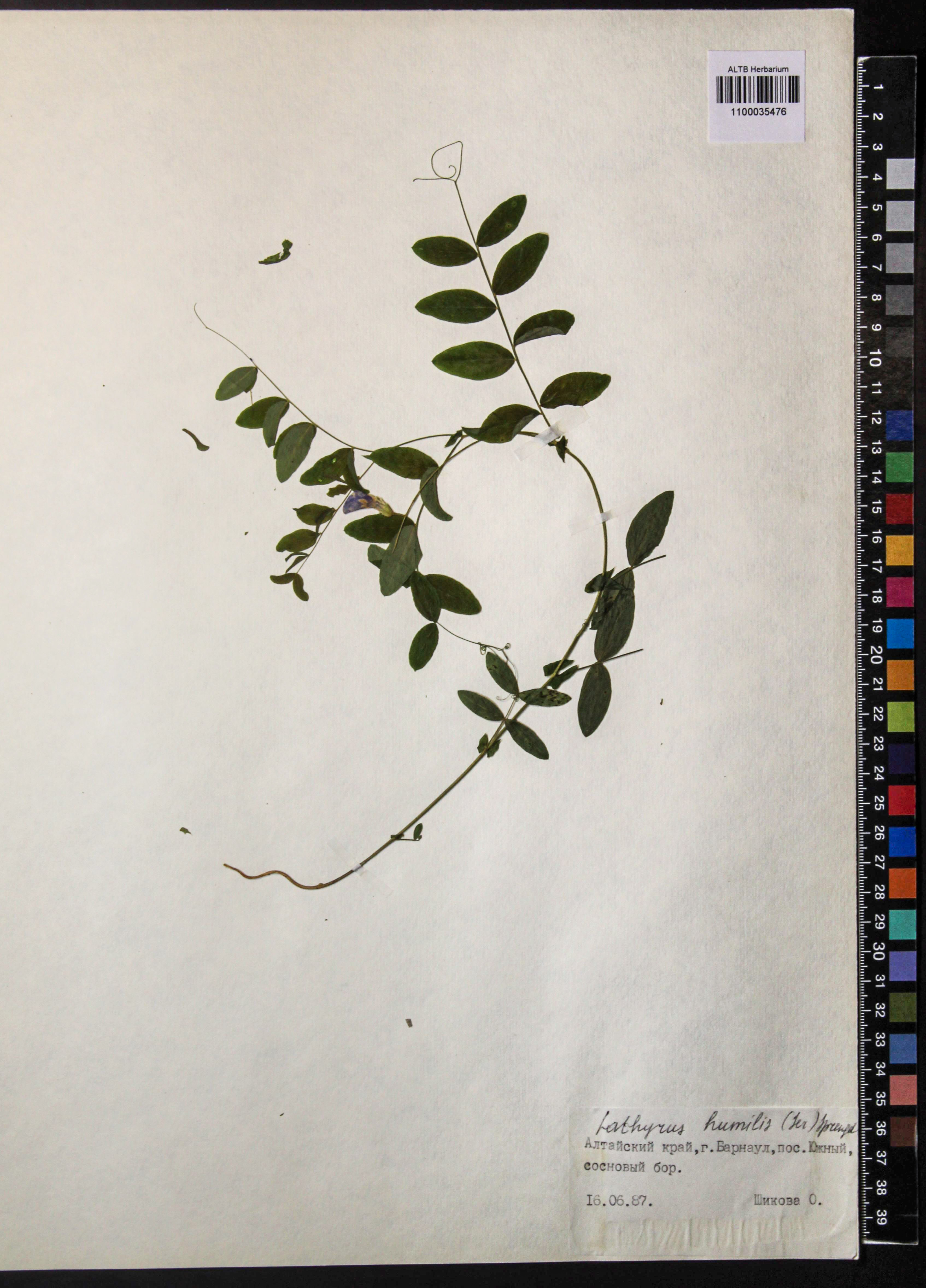 Lathyrus humilis (Ser.) Fisch. ex Spreng.