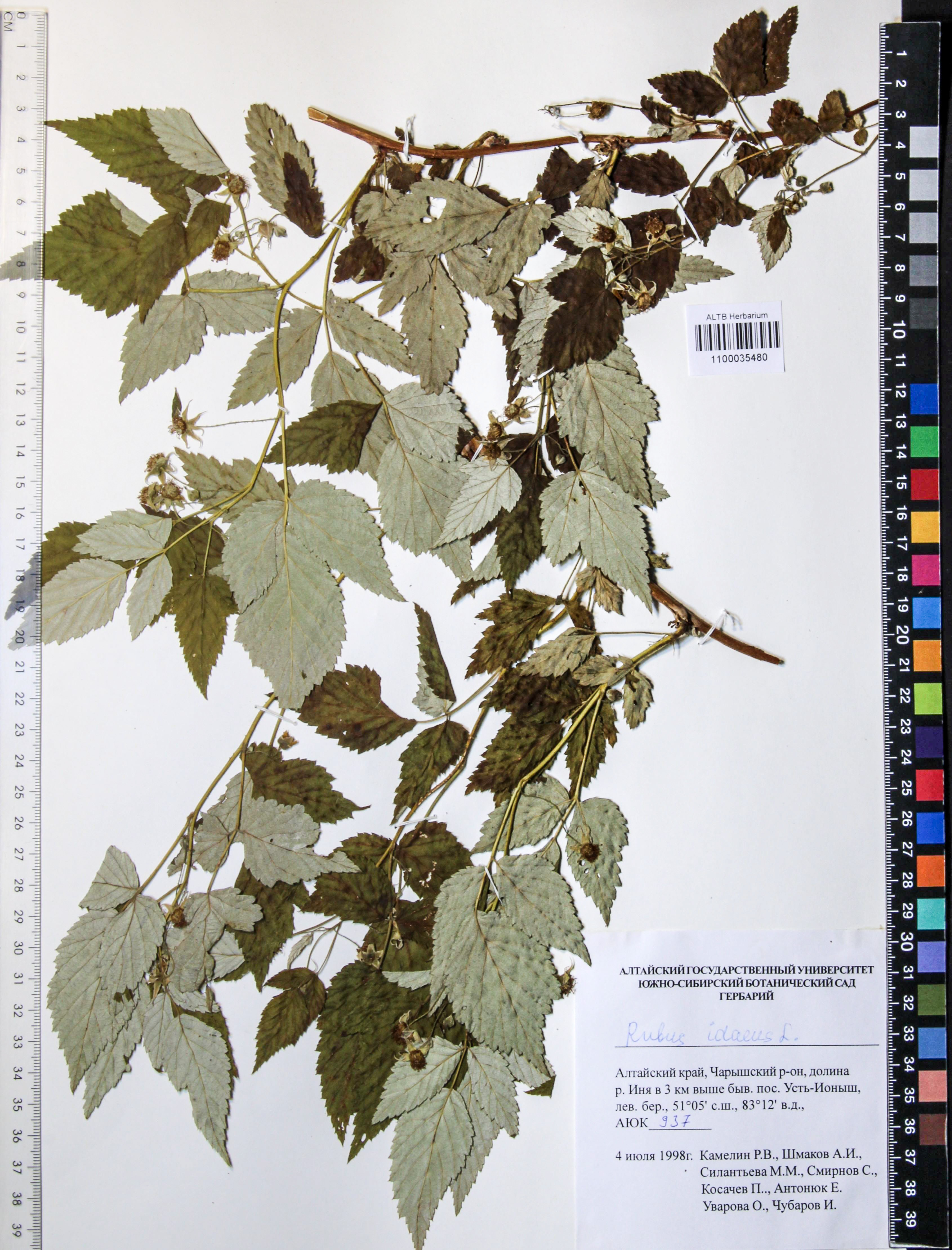 Rubus idaeus L.