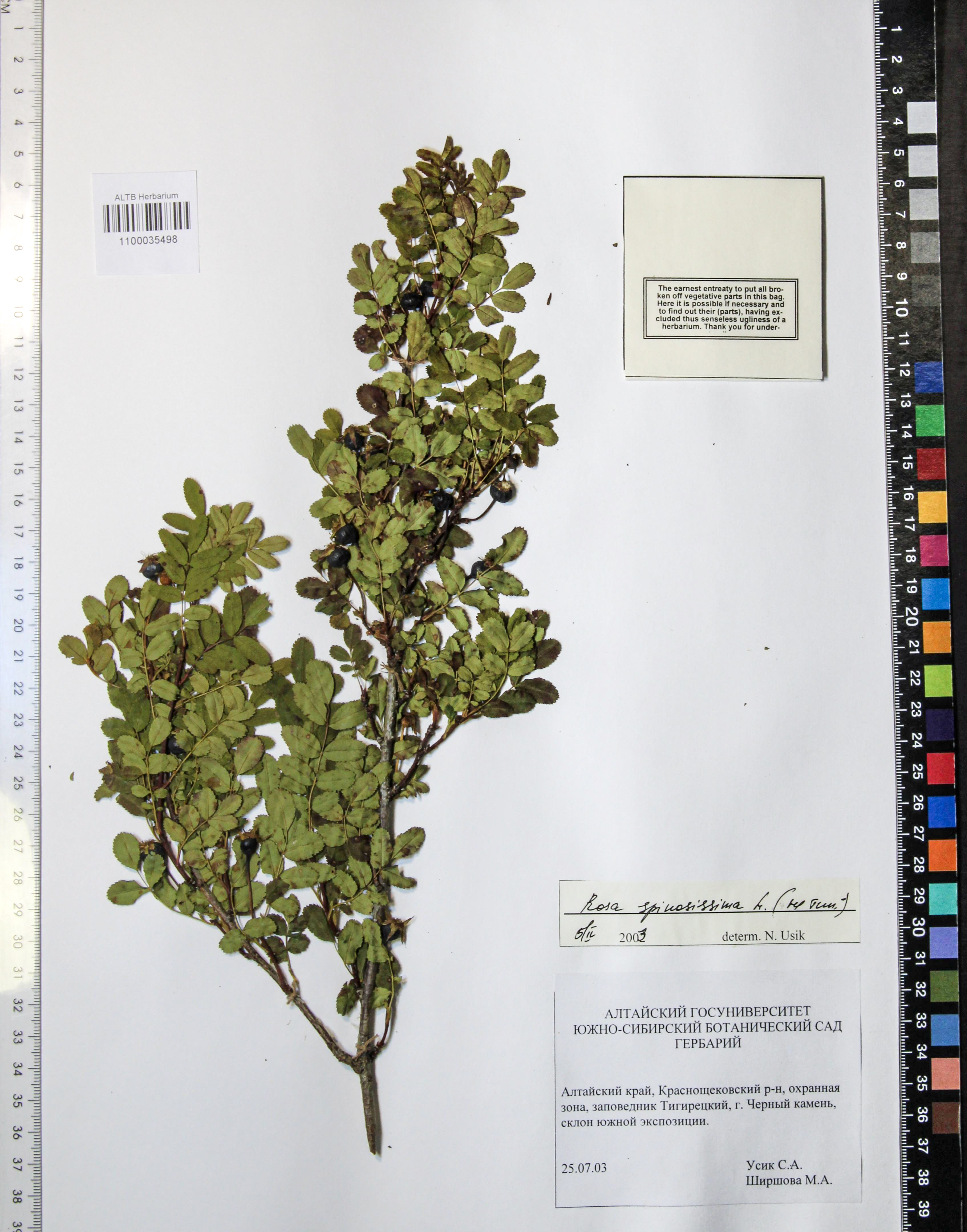 Rosa spinosissima L.