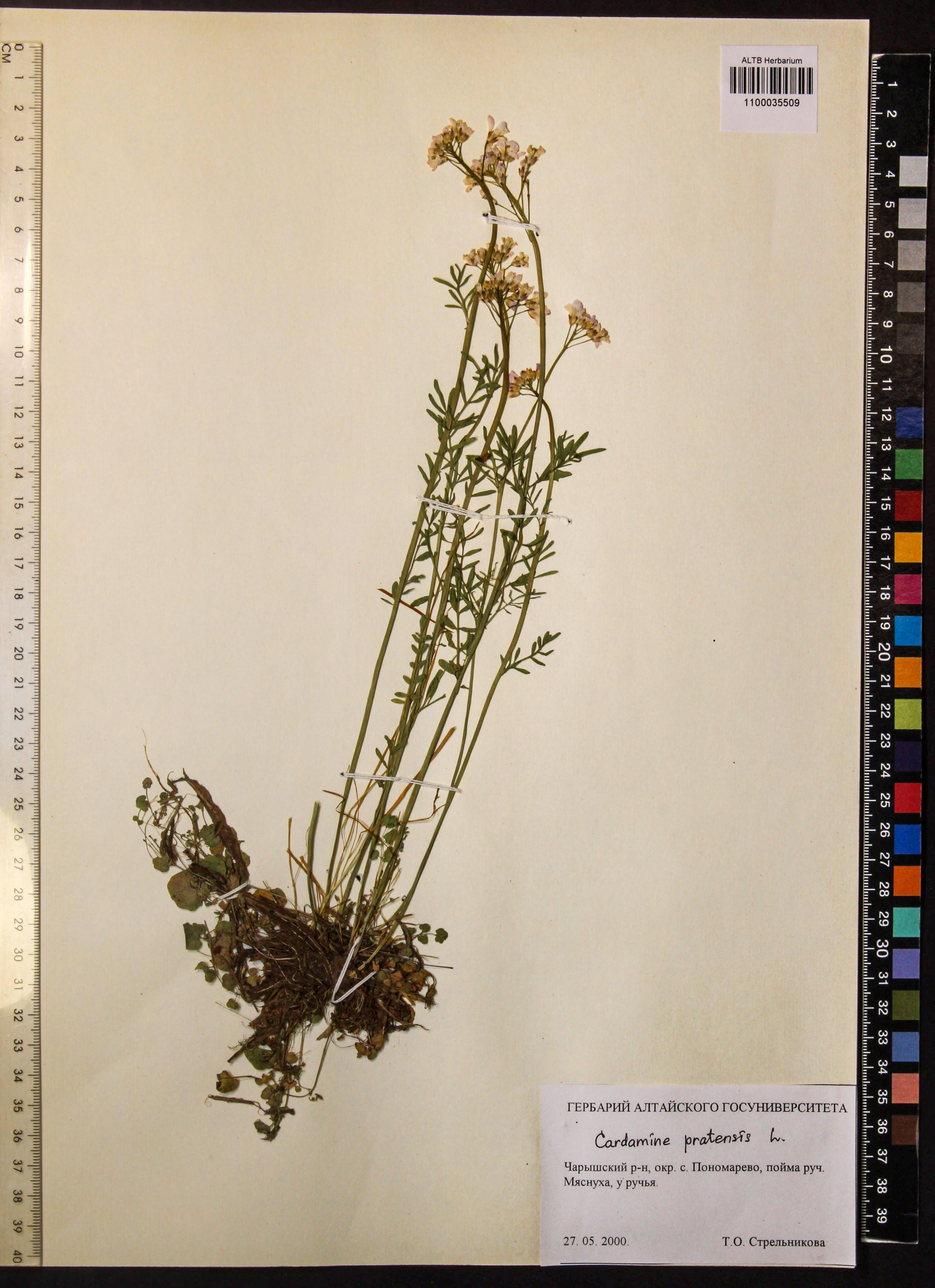 Cardamine pratensis L.