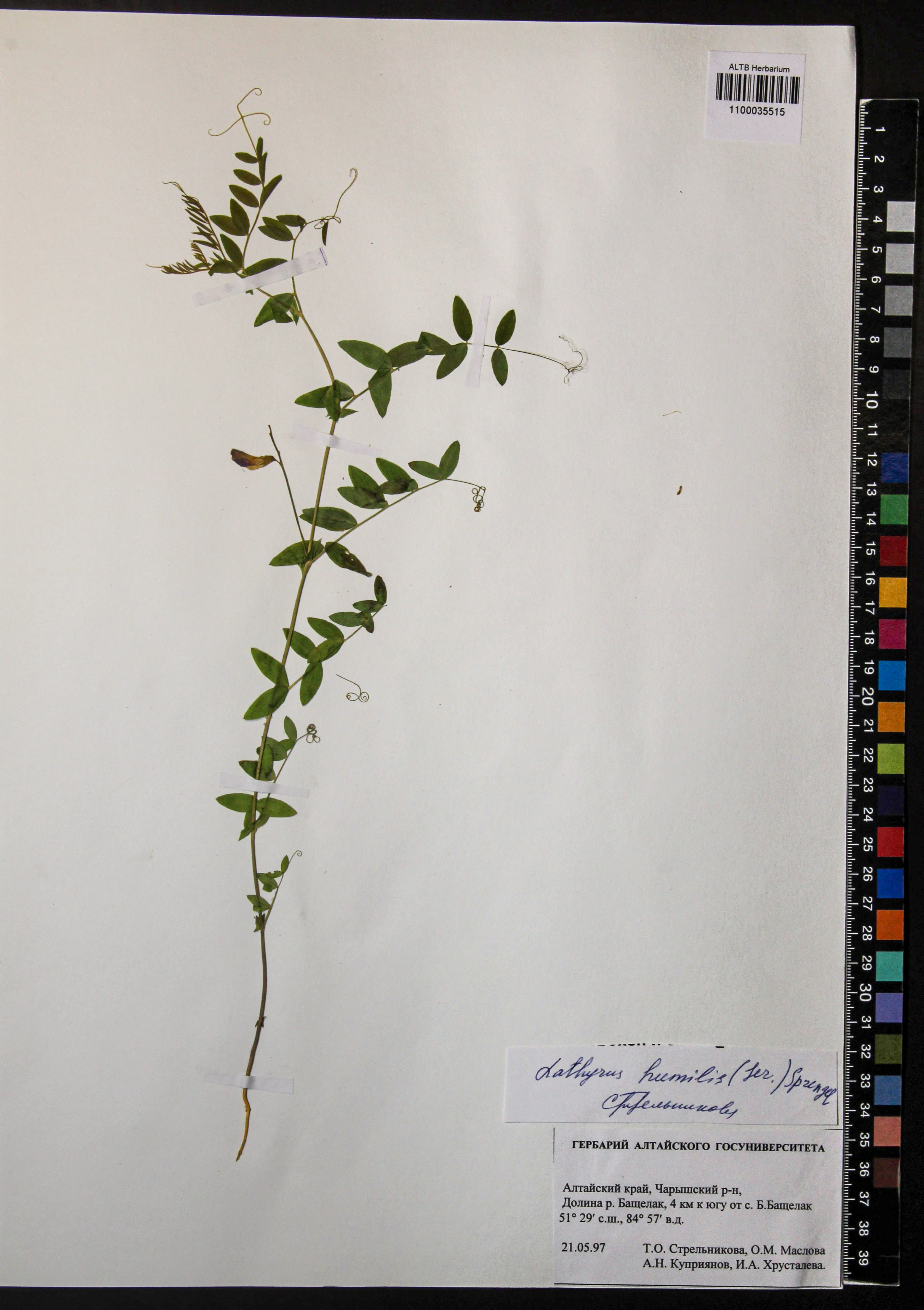 Lathyrus humilis (Ser.) Fisch. ex Spreng.