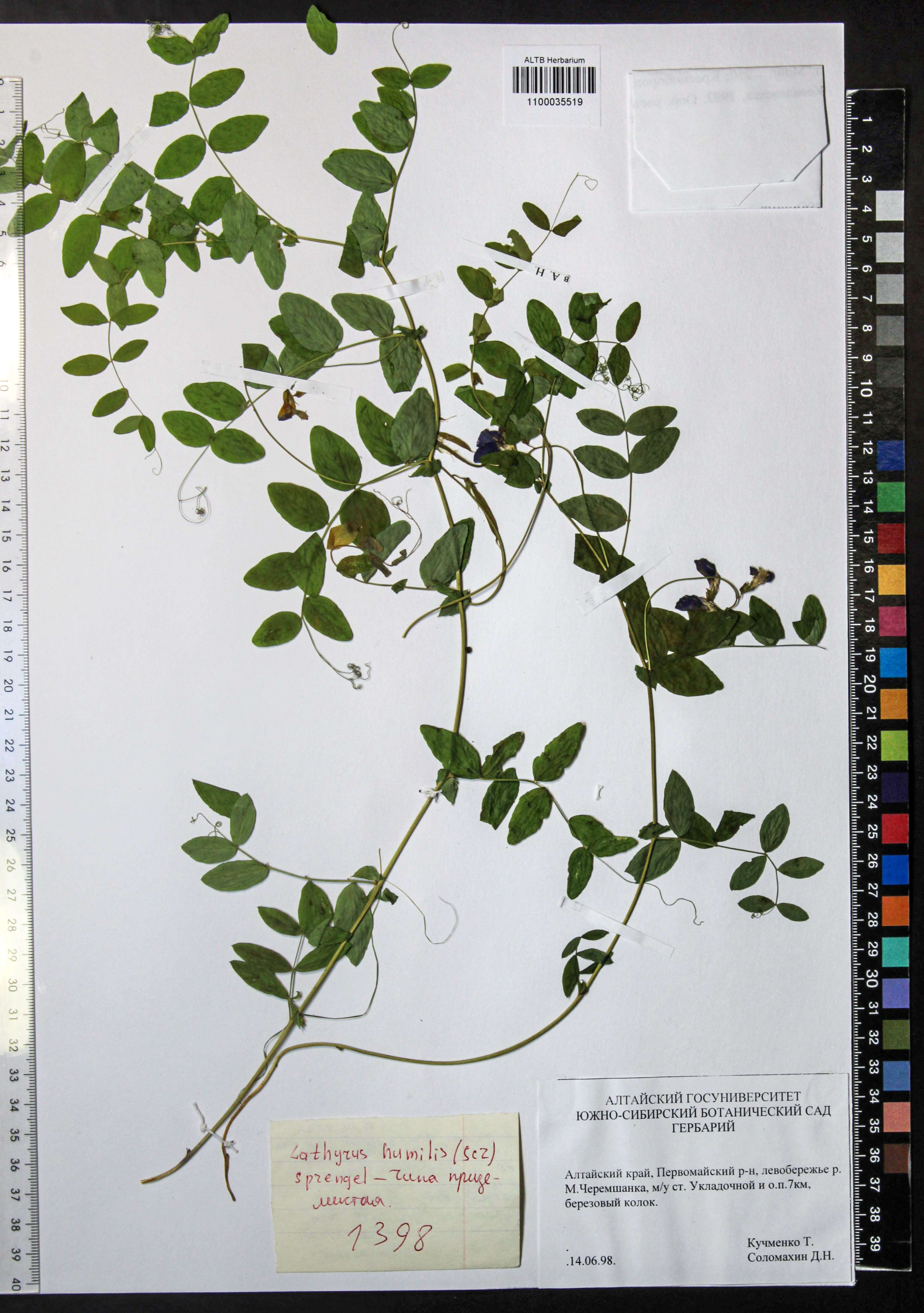 Lathyrus humilis (Ser.) Fisch. ex Spreng.