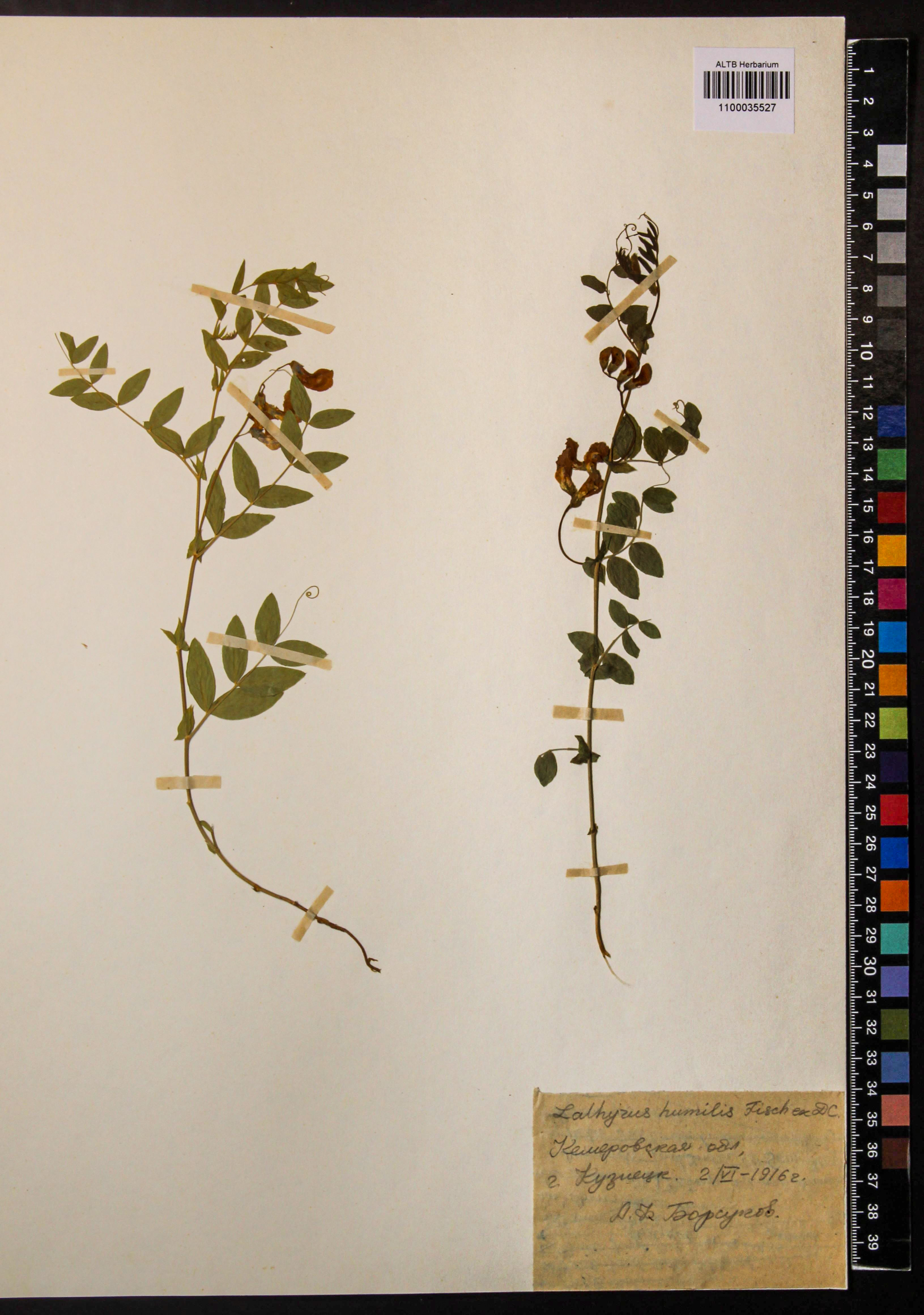 Lathyrus humilis (Ser.) Fisch. ex Spreng.