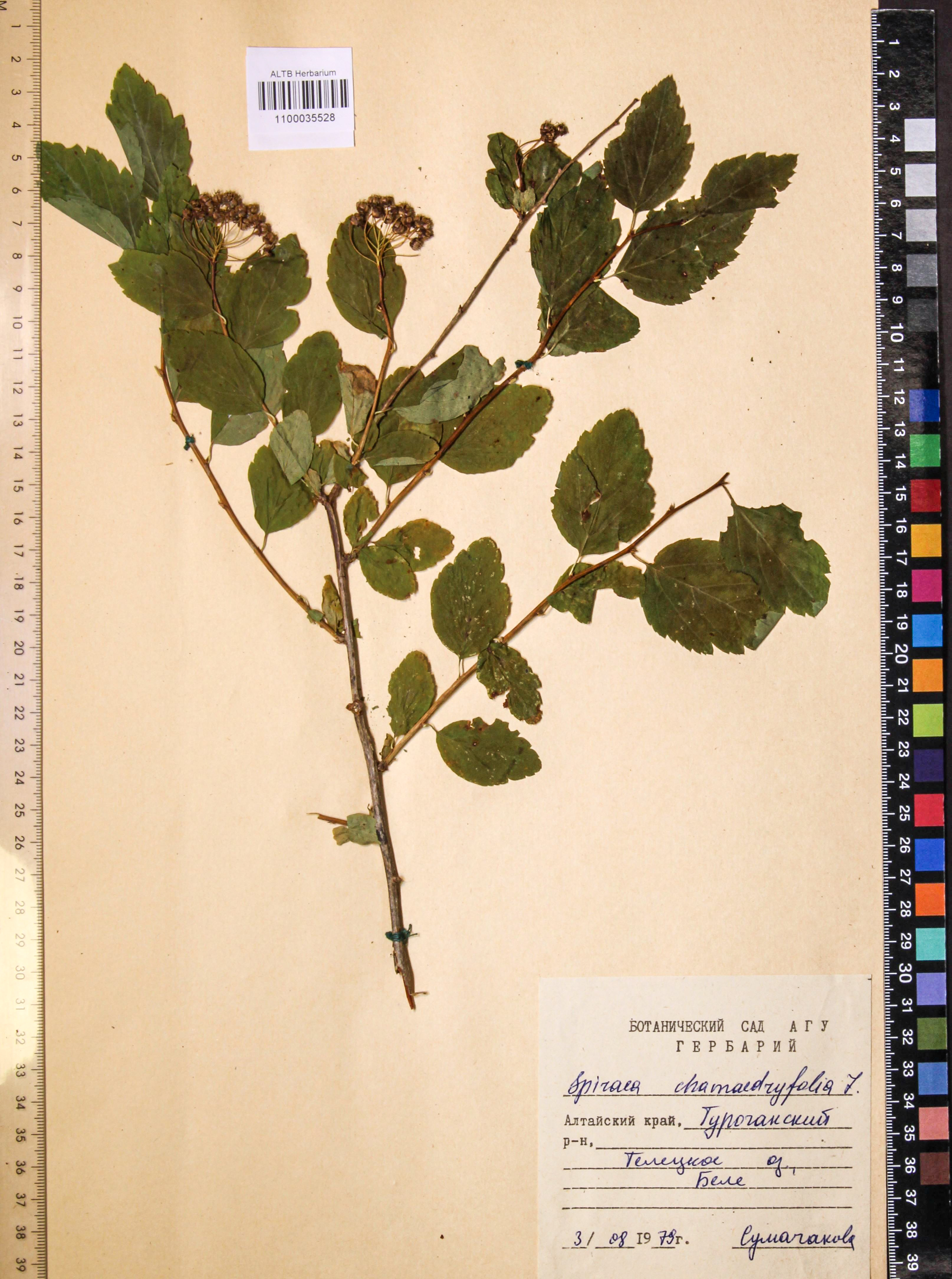 Spiraea chamaedryfolia L.
