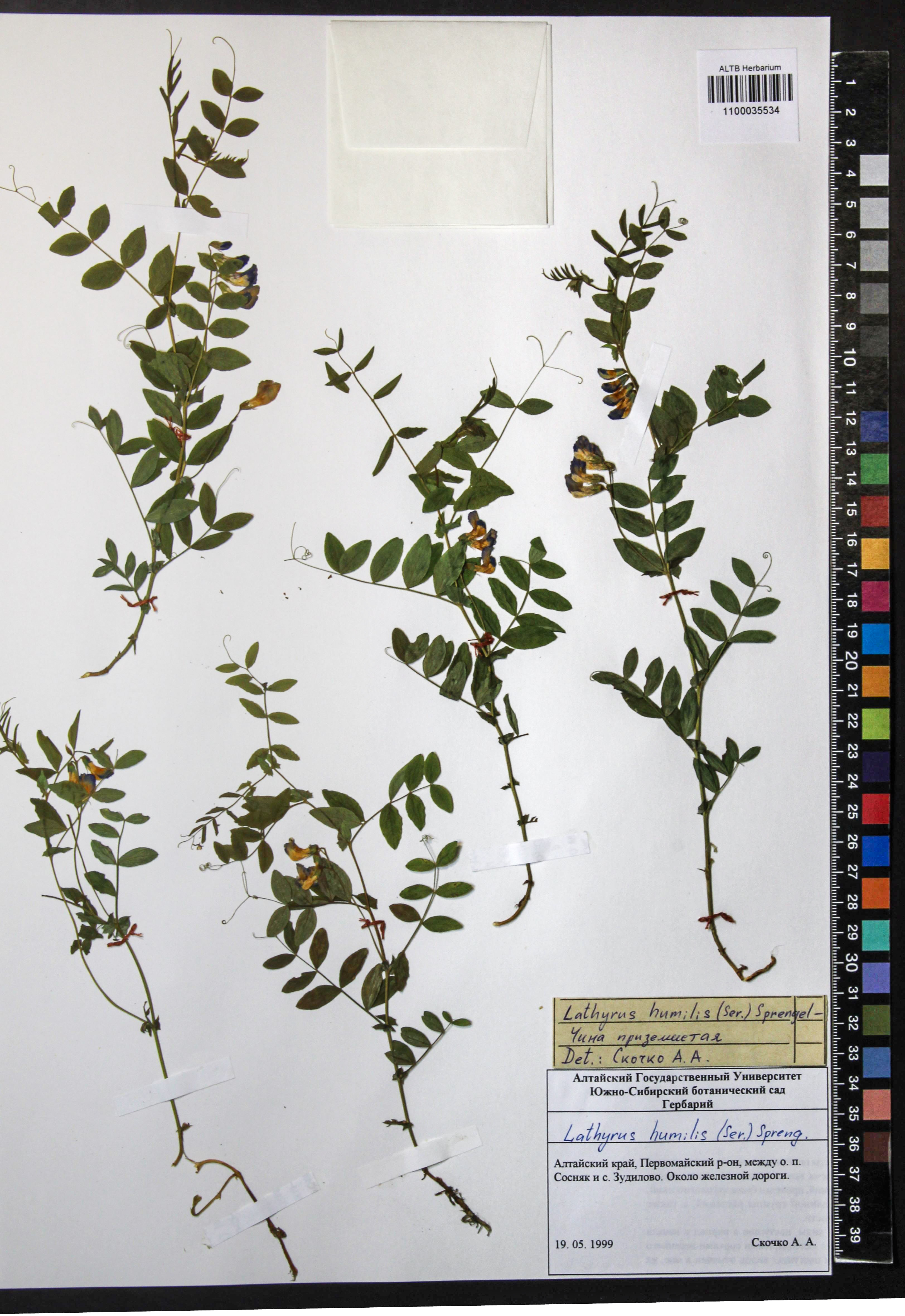 Lathyrus humilis (Ser.) Fisch. ex Spreng.