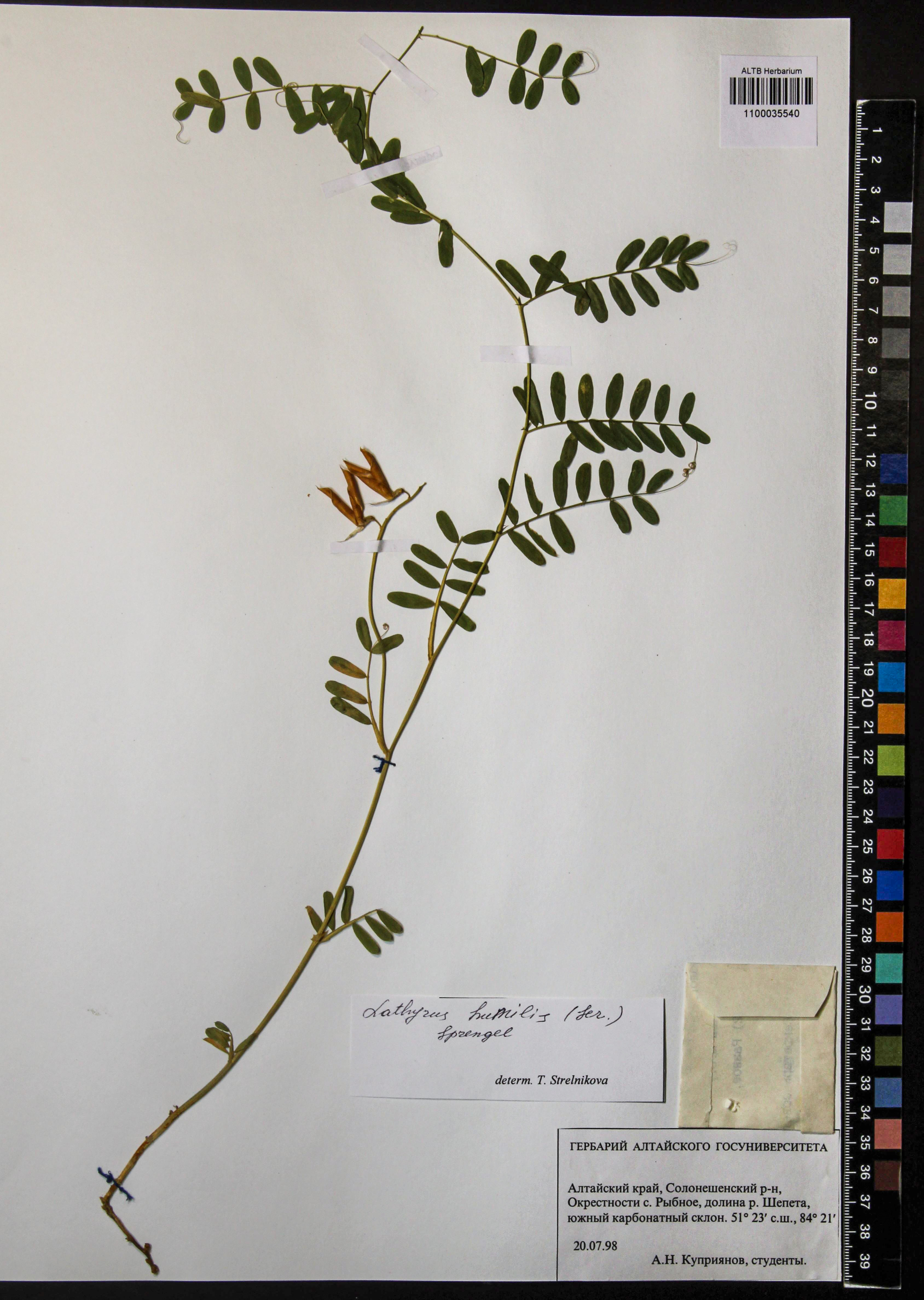 Lathyrus humilis (Ser.) Fisch. ex Spreng.