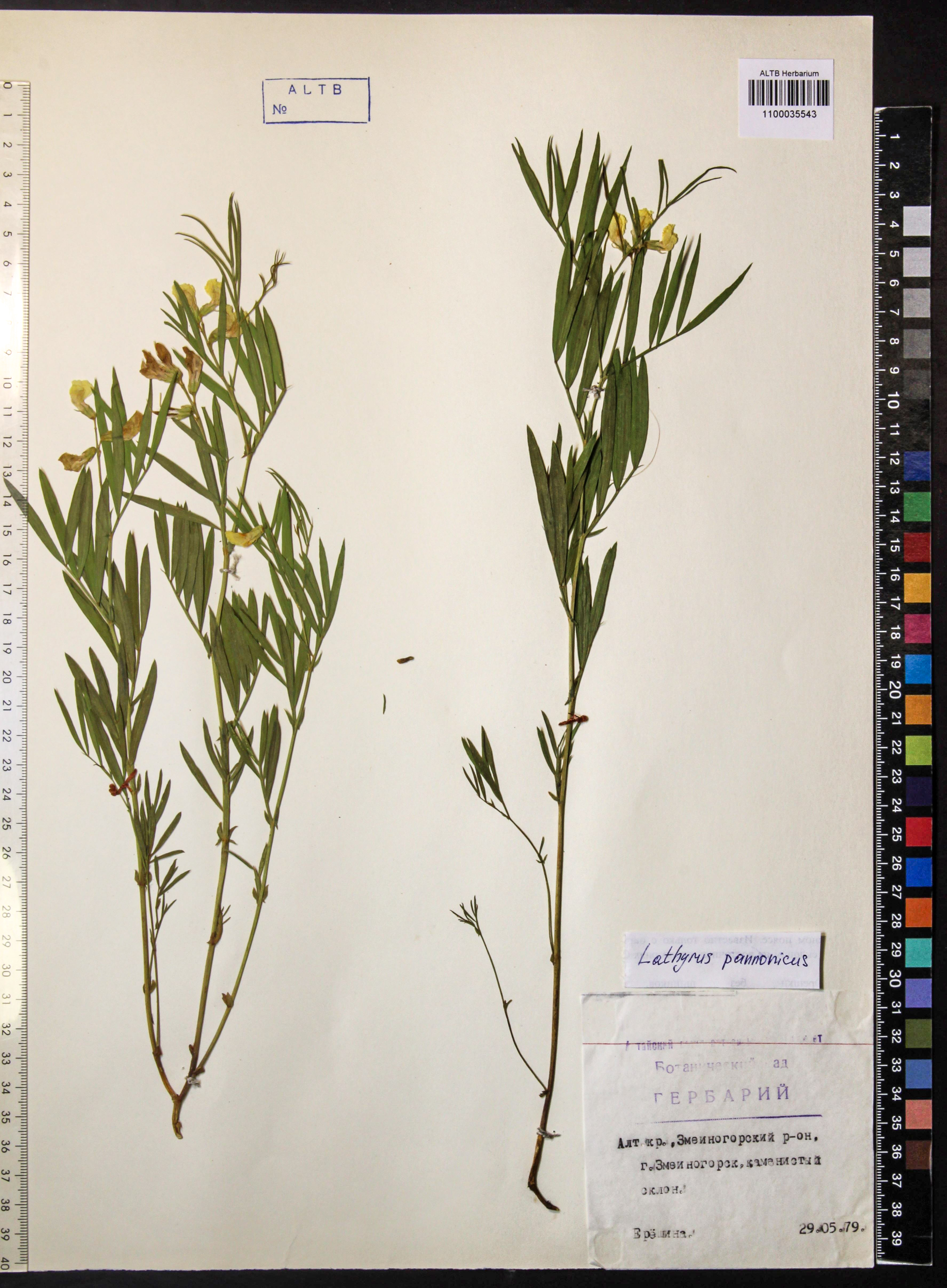 Lathyrus pannonicus Garcke
