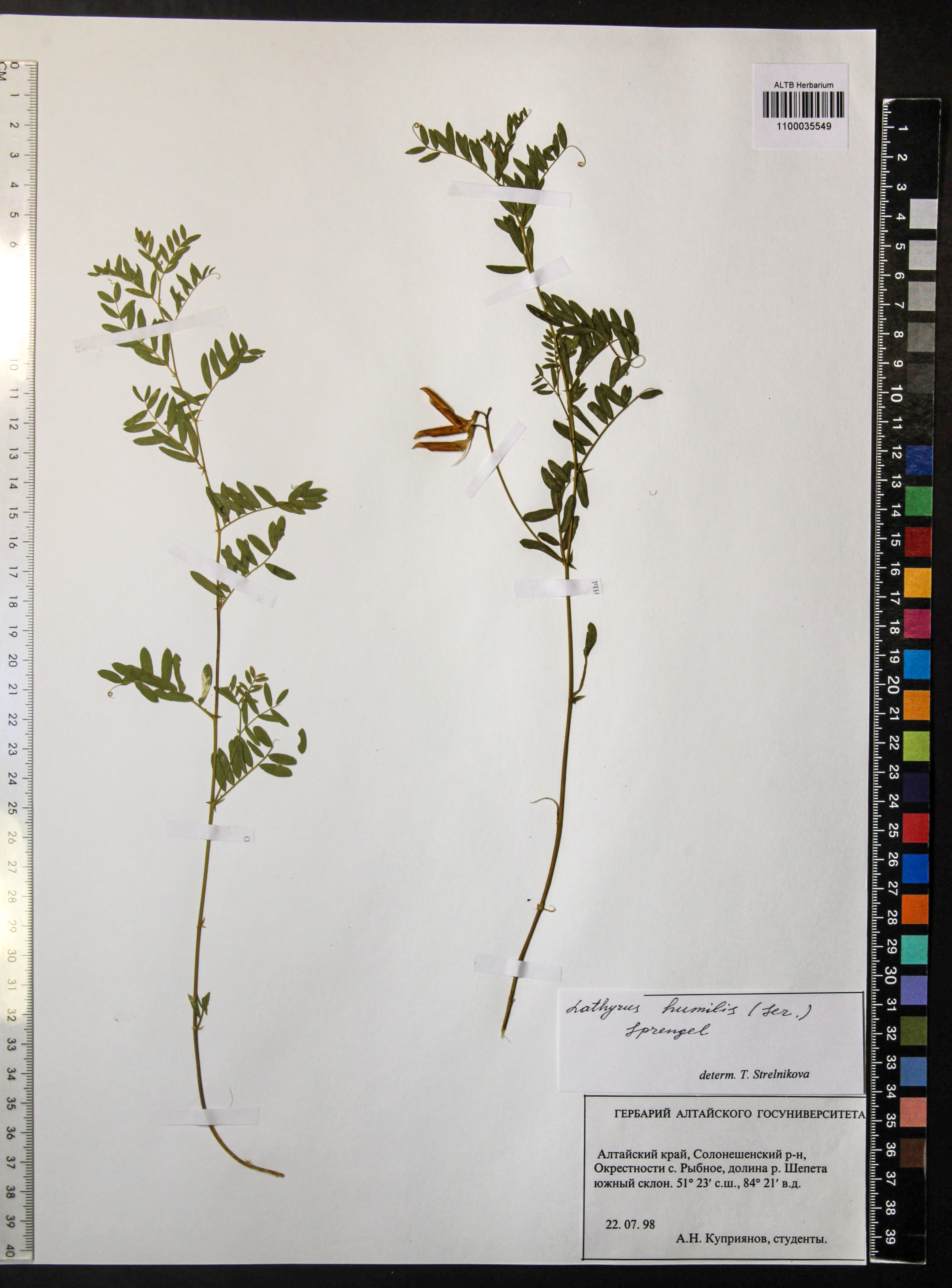 Lathyrus humilis (Ser.) Fisch. ex Spreng.