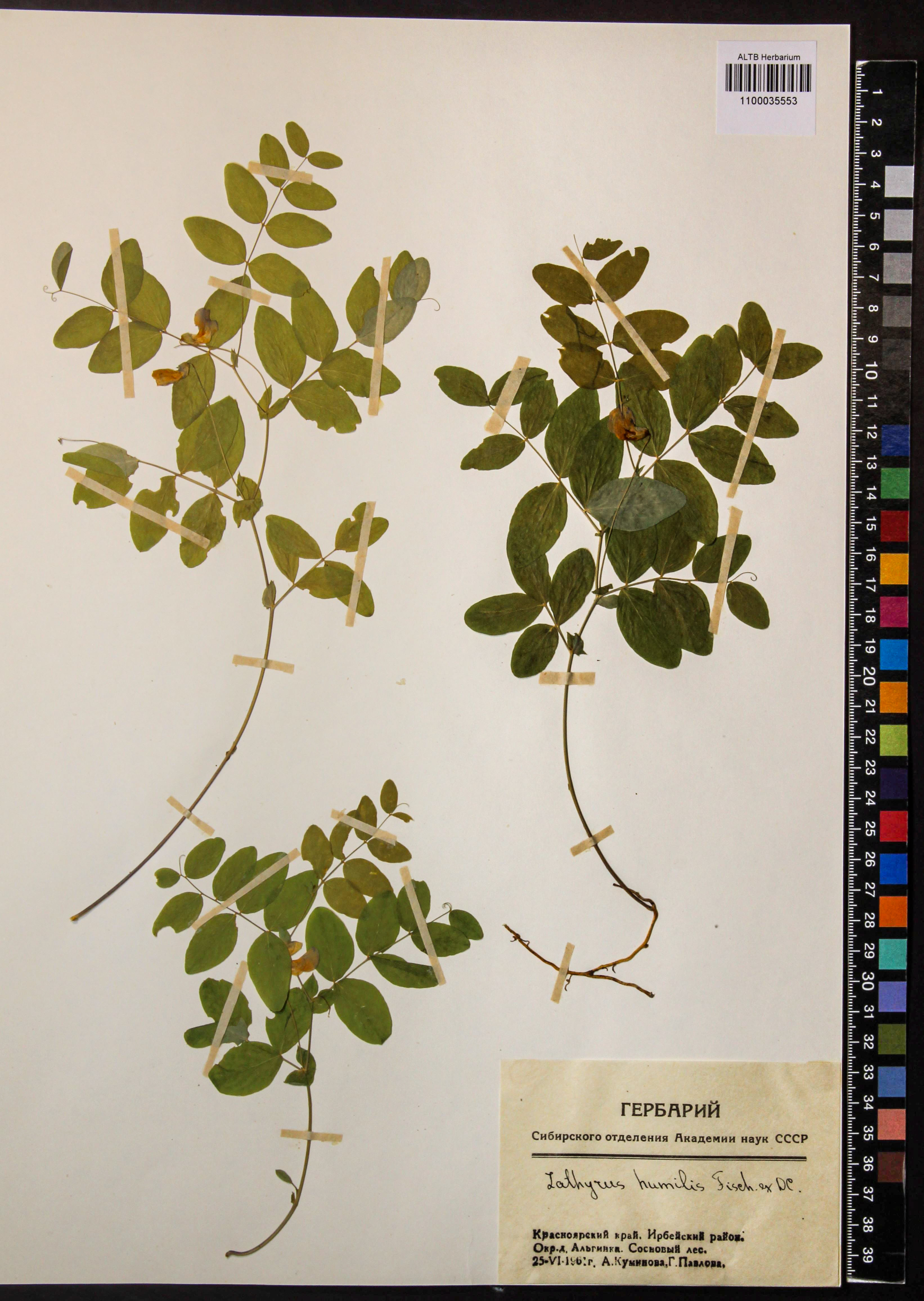 Lathyrus humilis (Ser.) Fisch. ex Spreng.