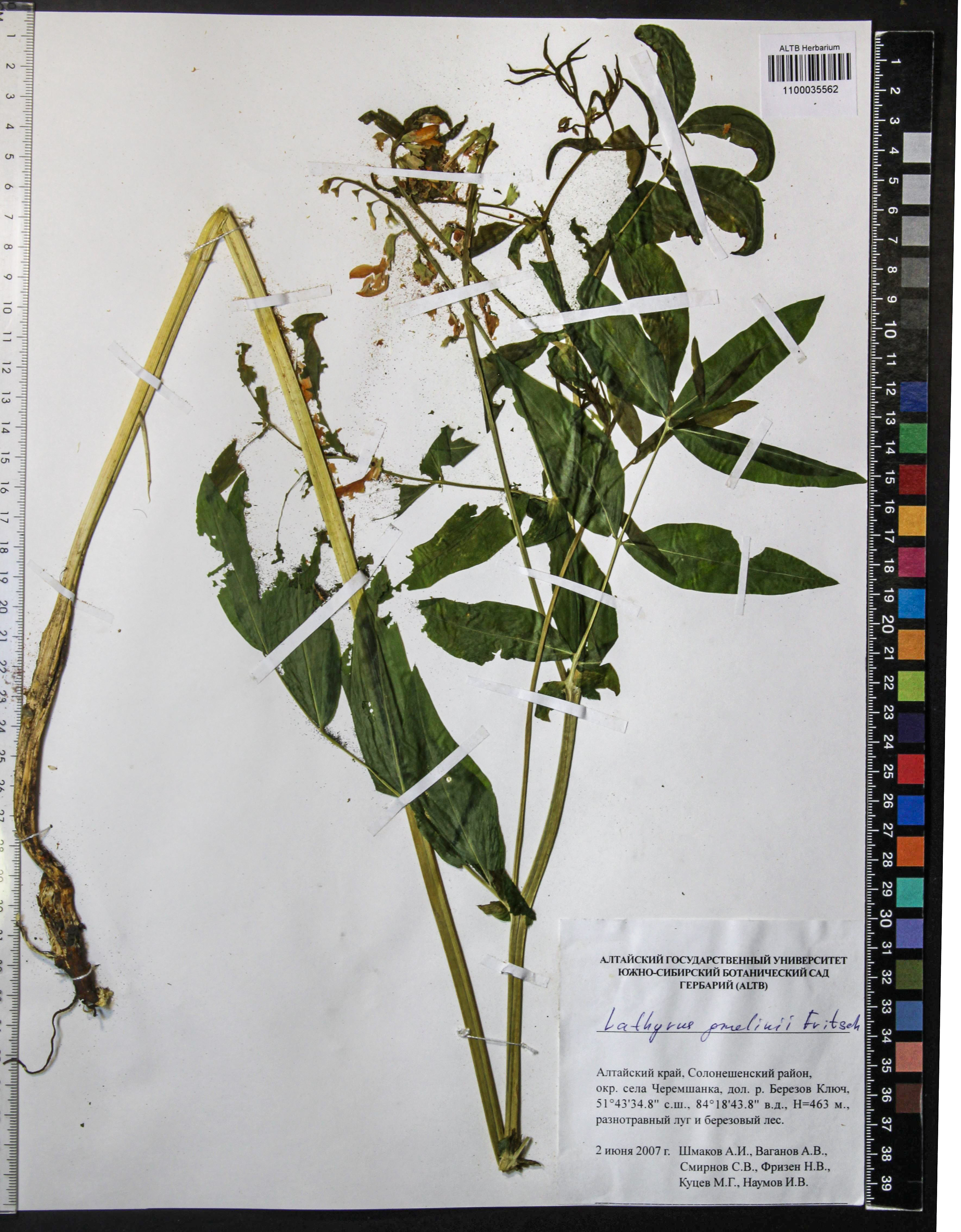Lathyrus gmelinii Fritsch
