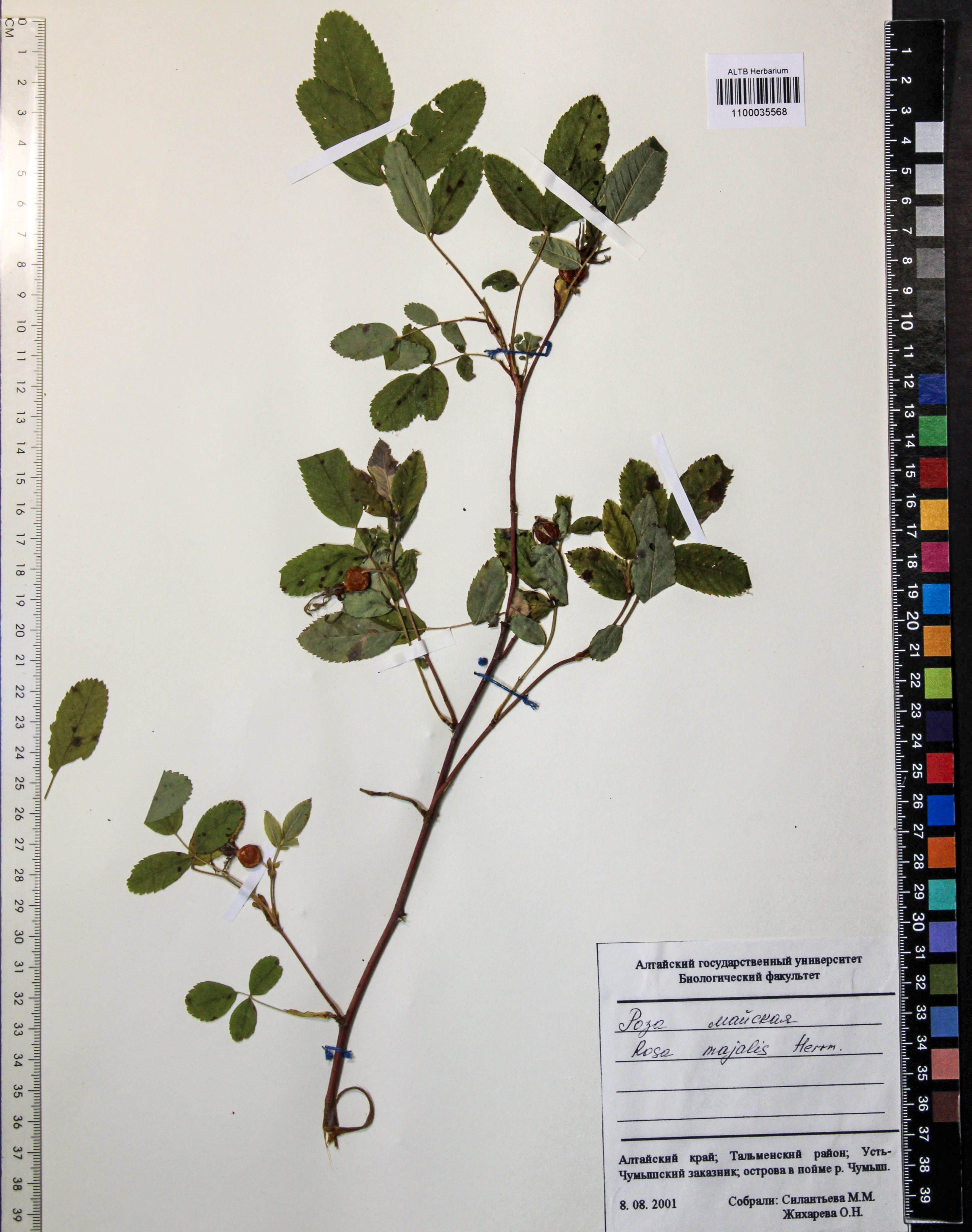 Rosa majalis Herrm.