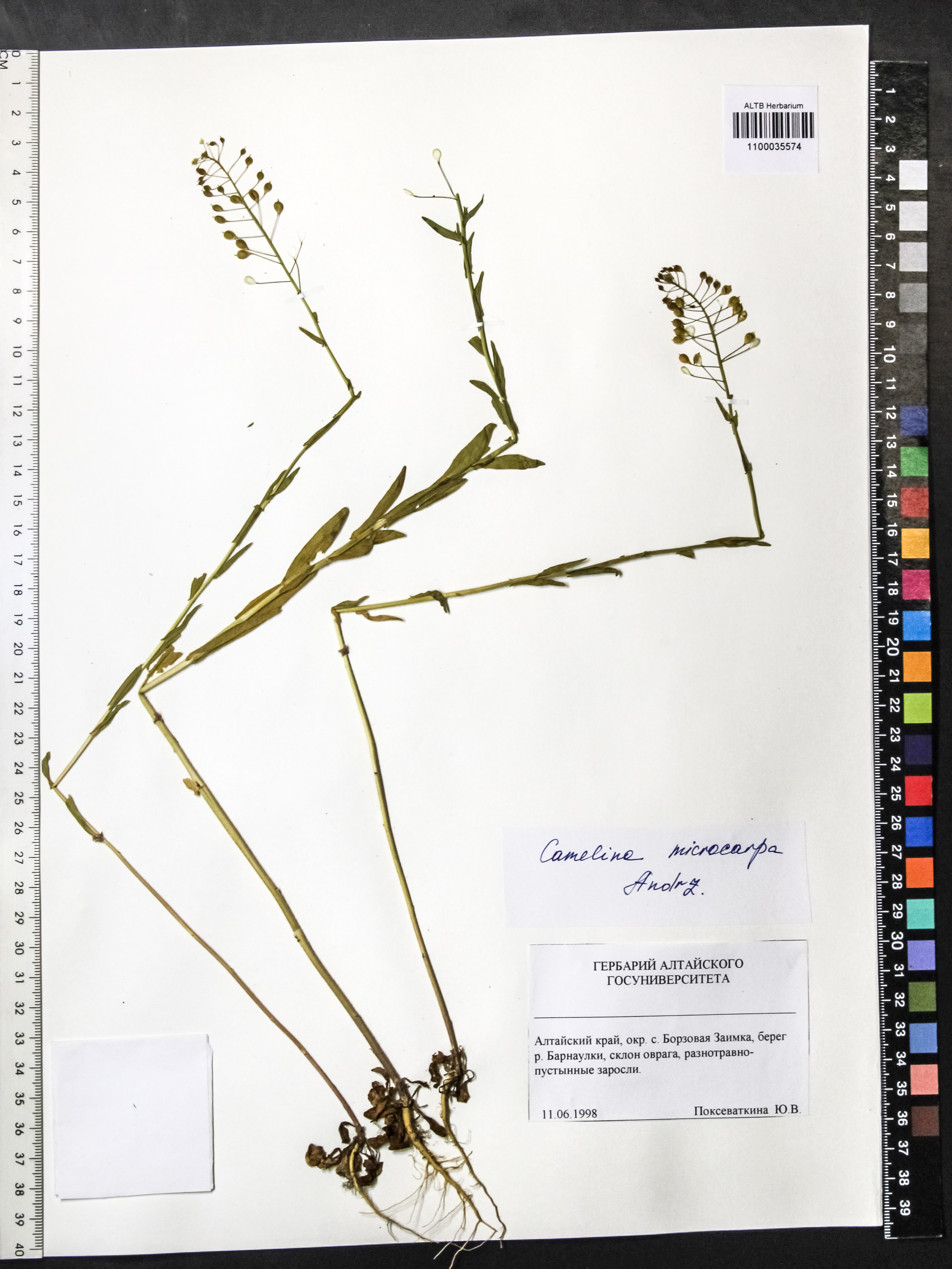 Camelina microcarpa Andrz. ex DC.