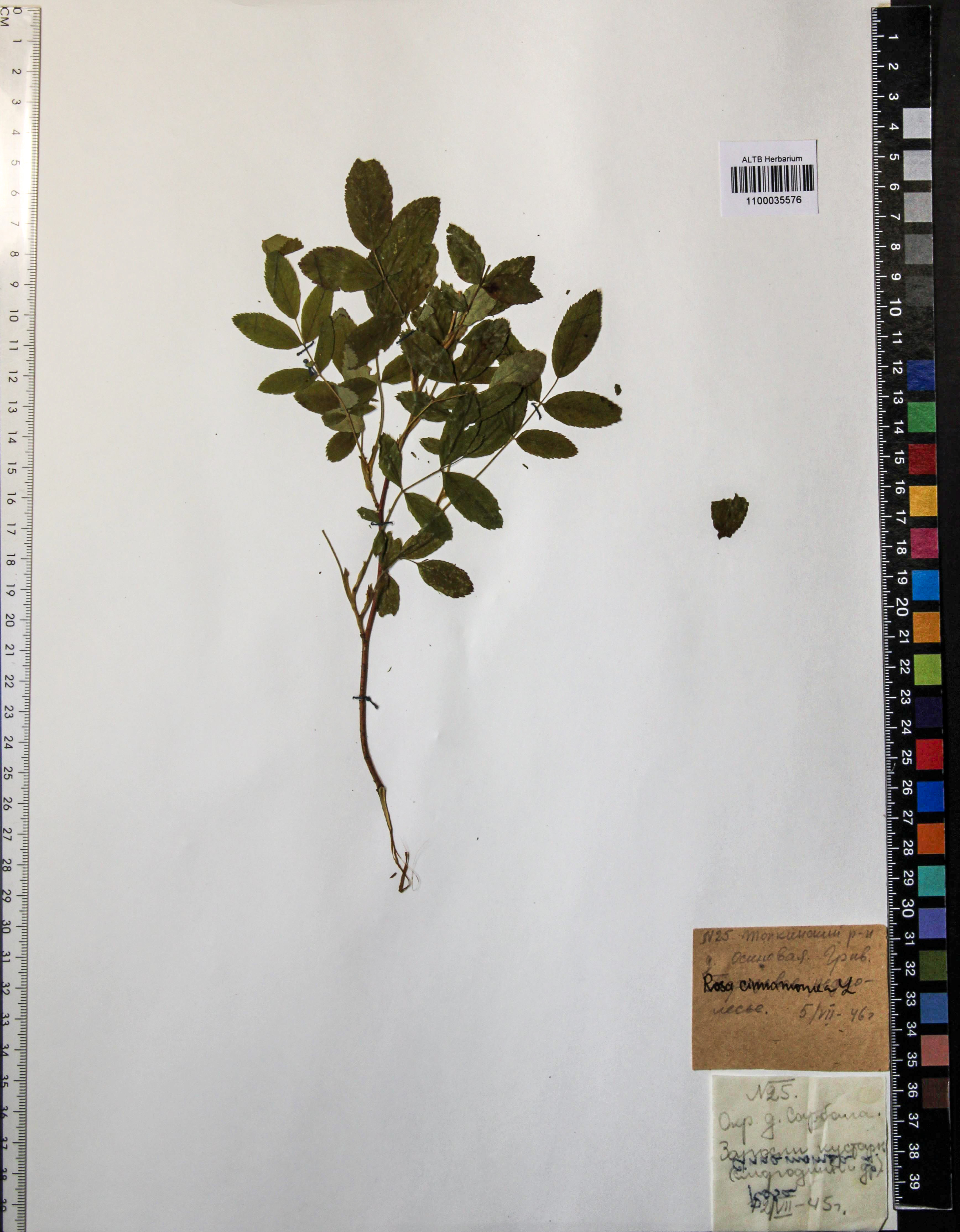 Rosa cinnamomea L.