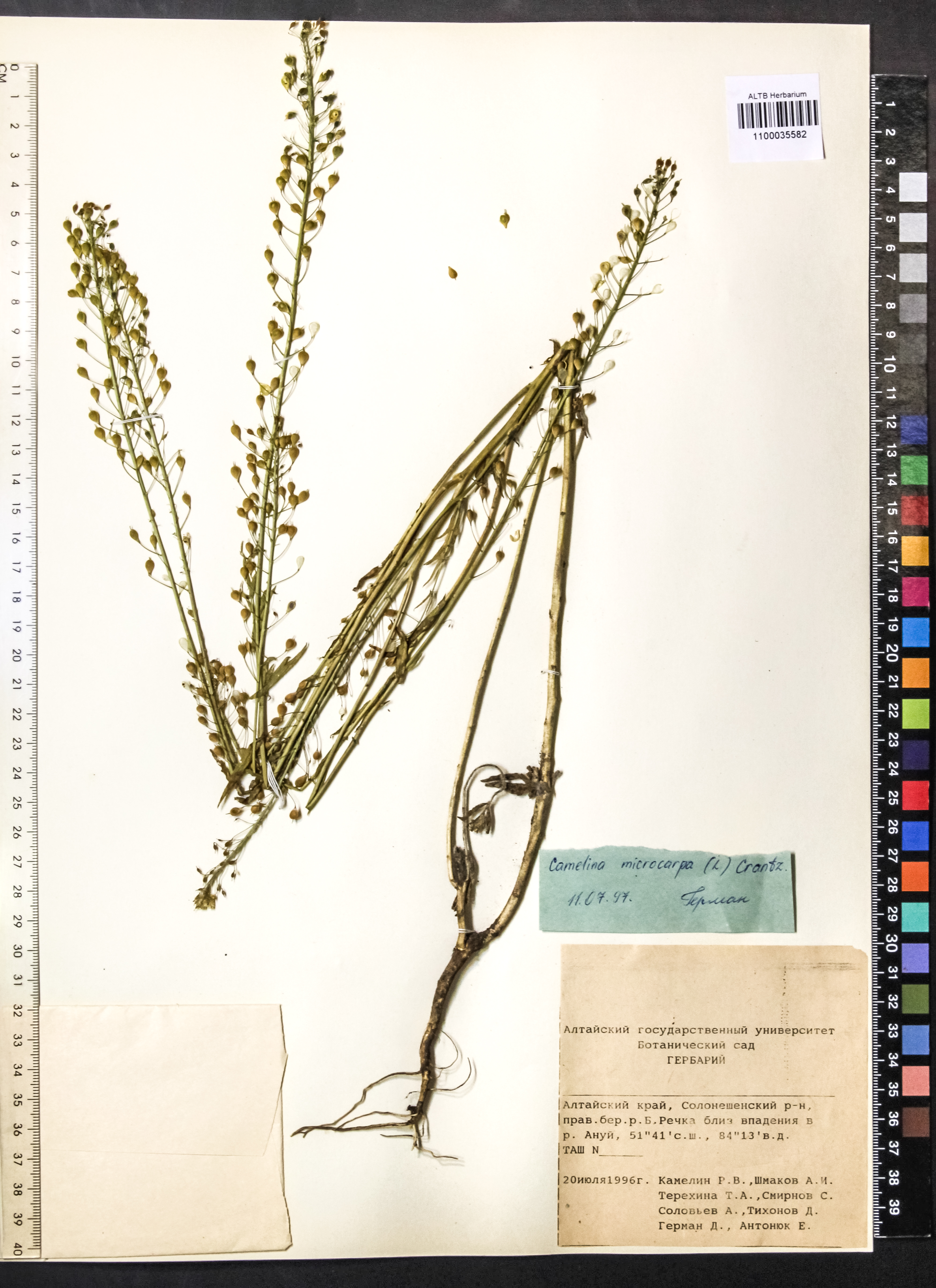 Camelina microcarpa Andrz. ex DC.