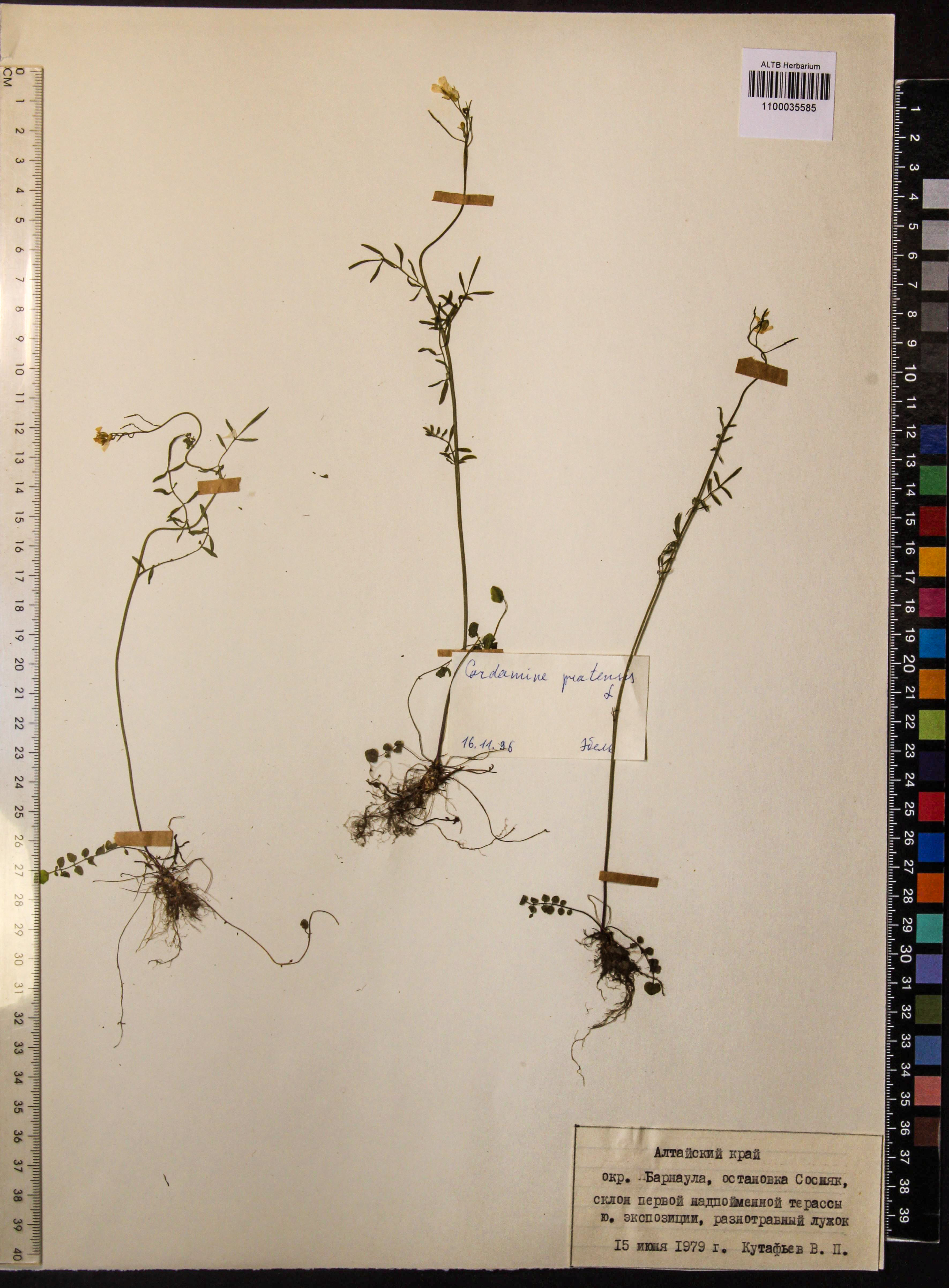 Cardamine pratensis L.