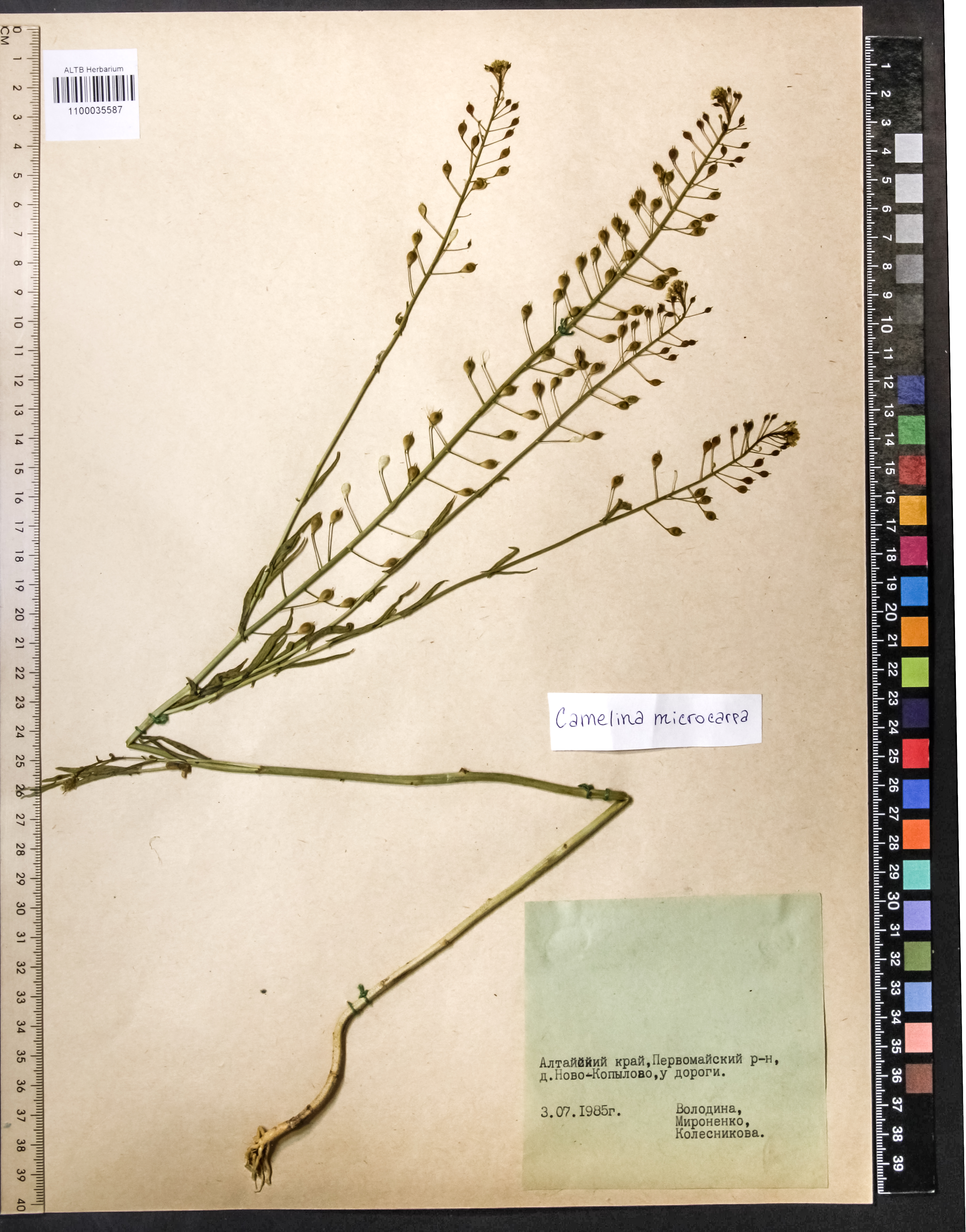 Camelina microcarpa Andrz. ex DC.