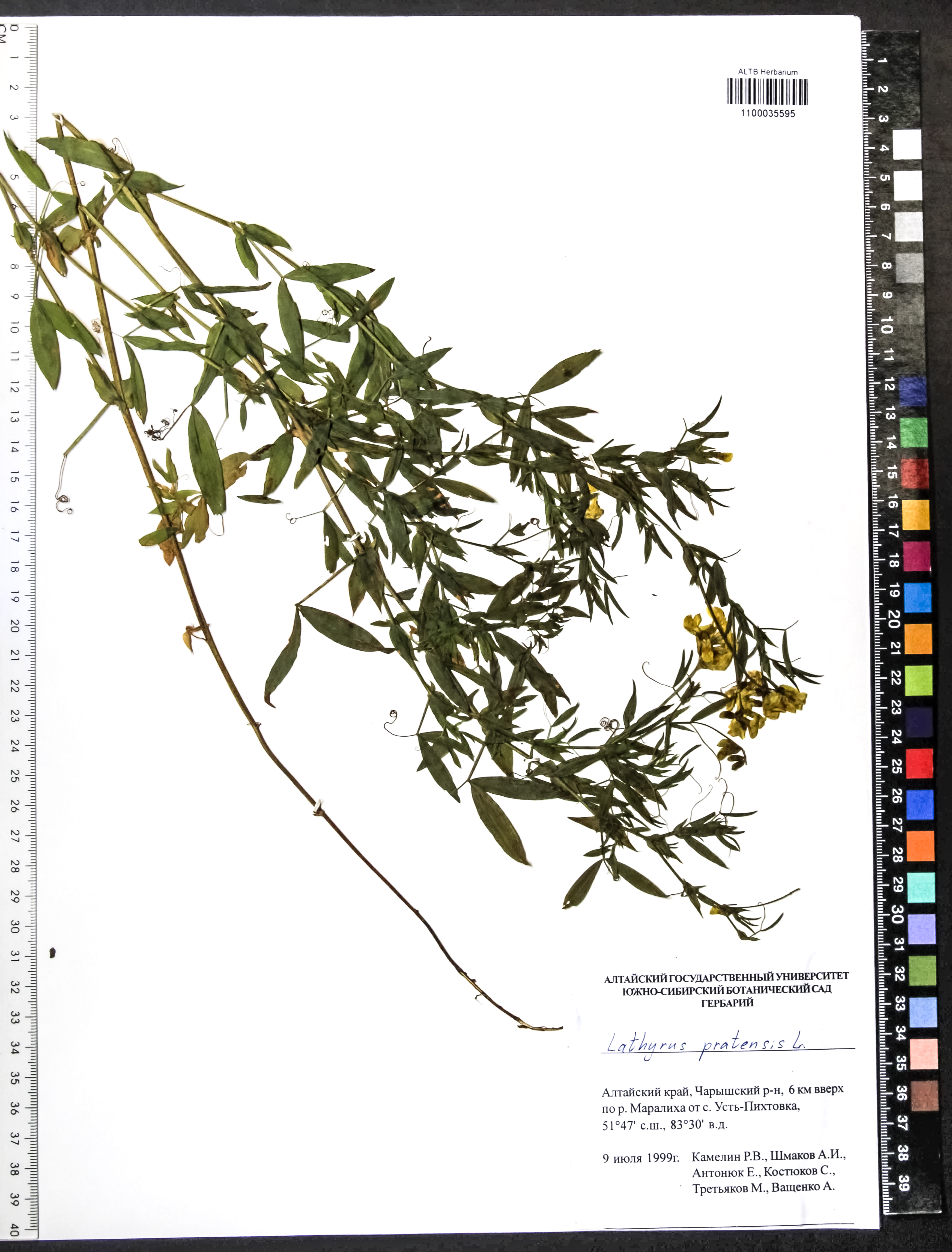 Lathyrus pratensis L.