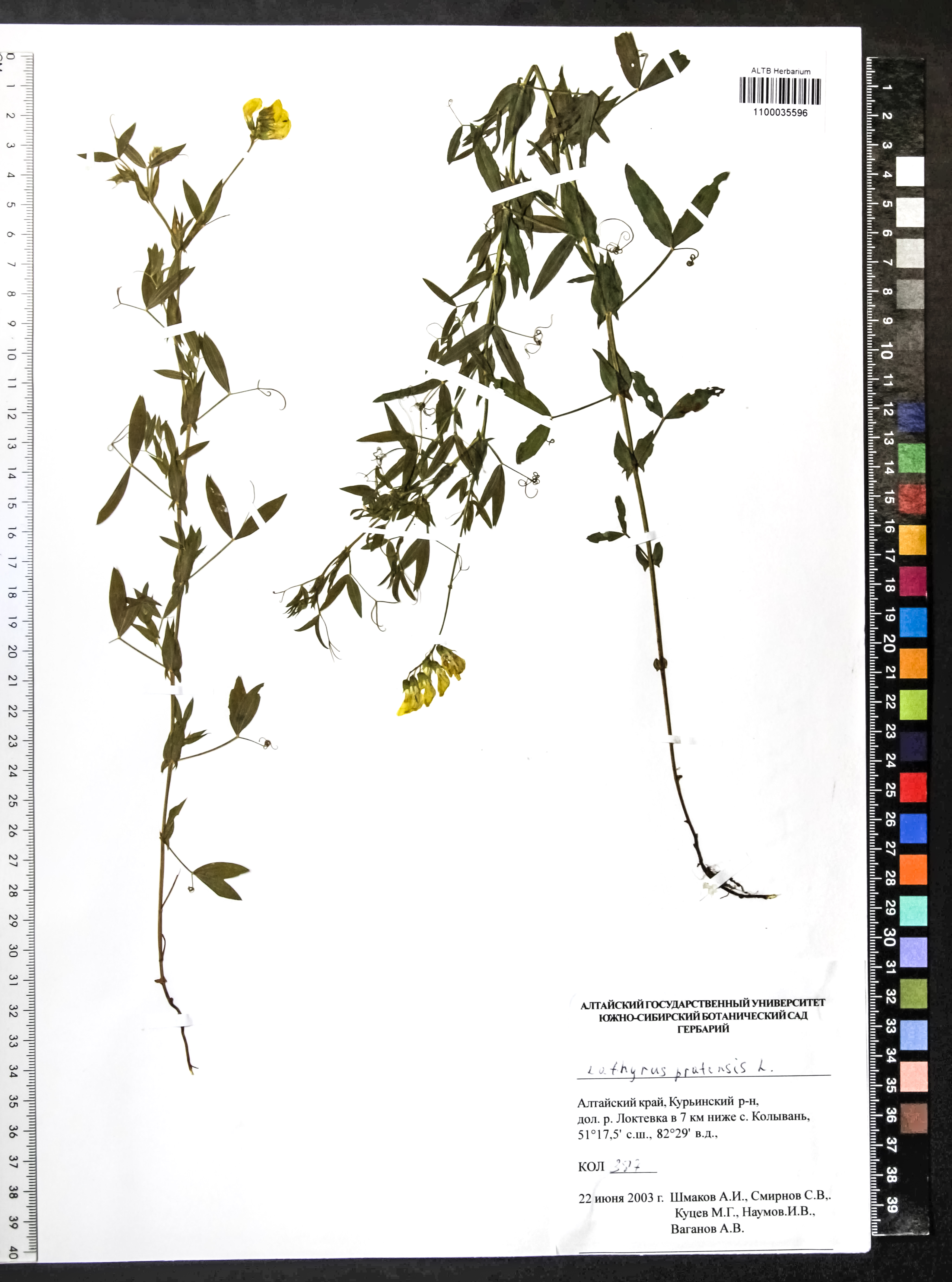 Lathyrus pratensis L.