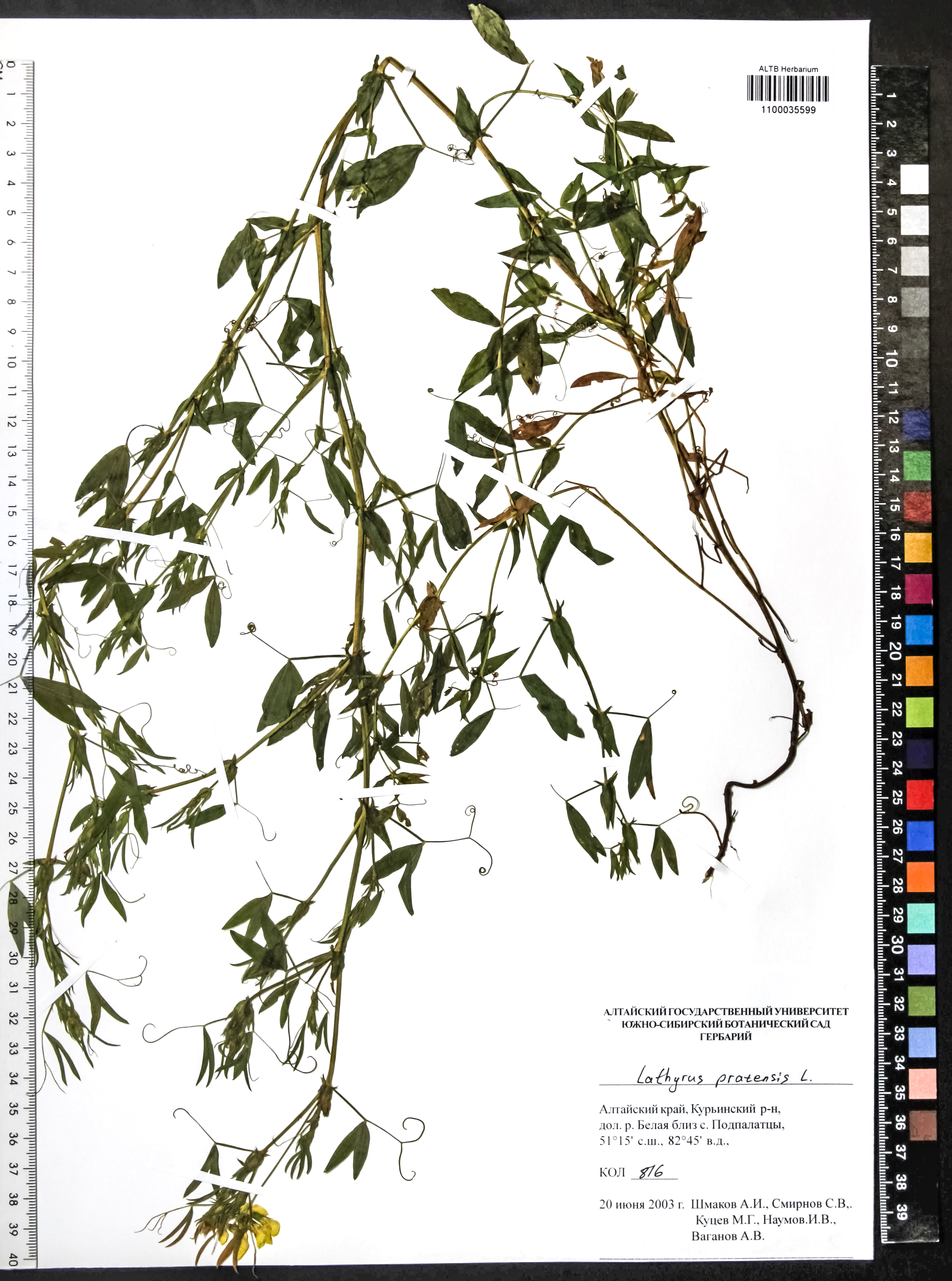 Lathyrus pratensis L.