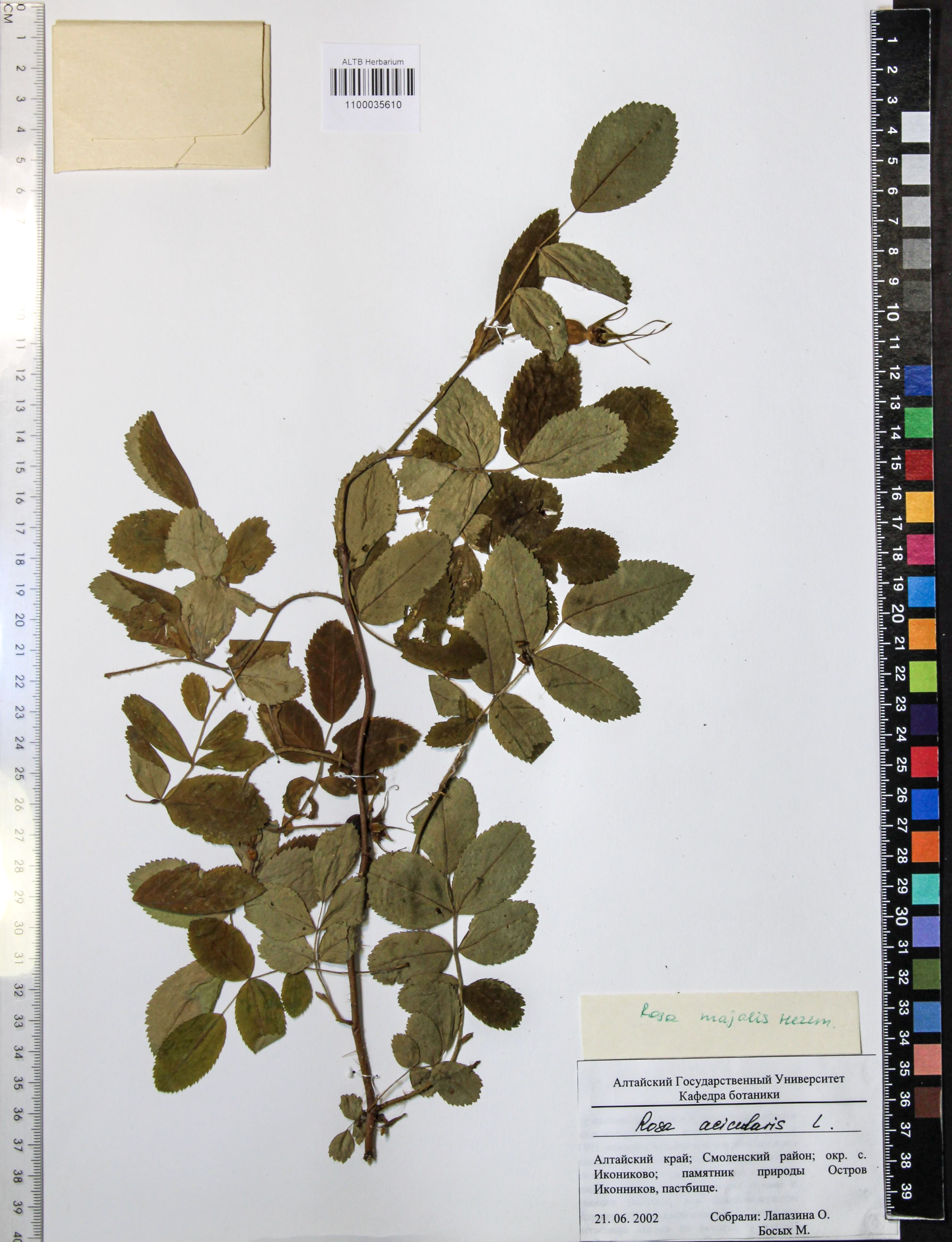 Rosa acicularis Lindl.