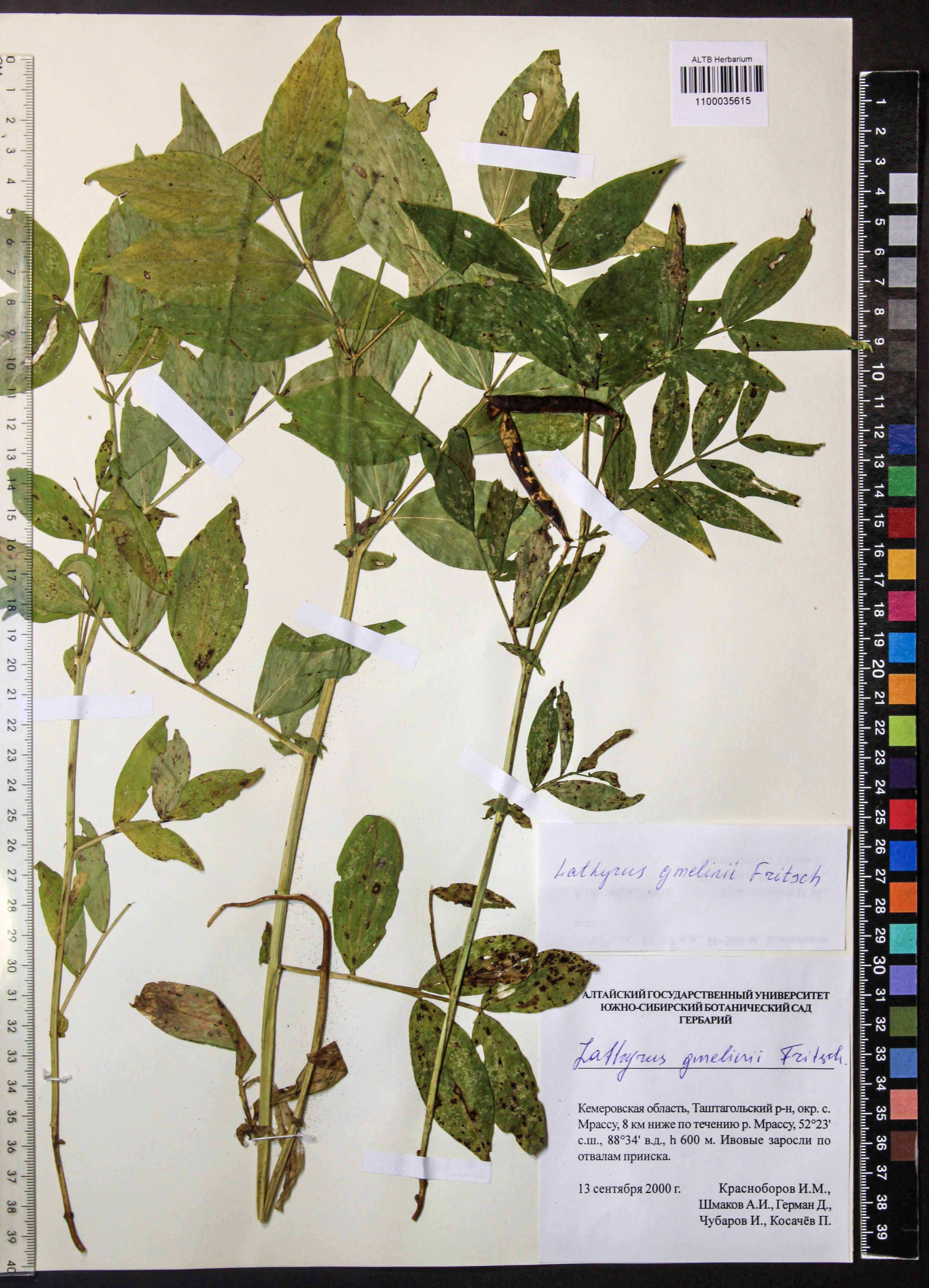 Lathyrus gmelinii Fritsch