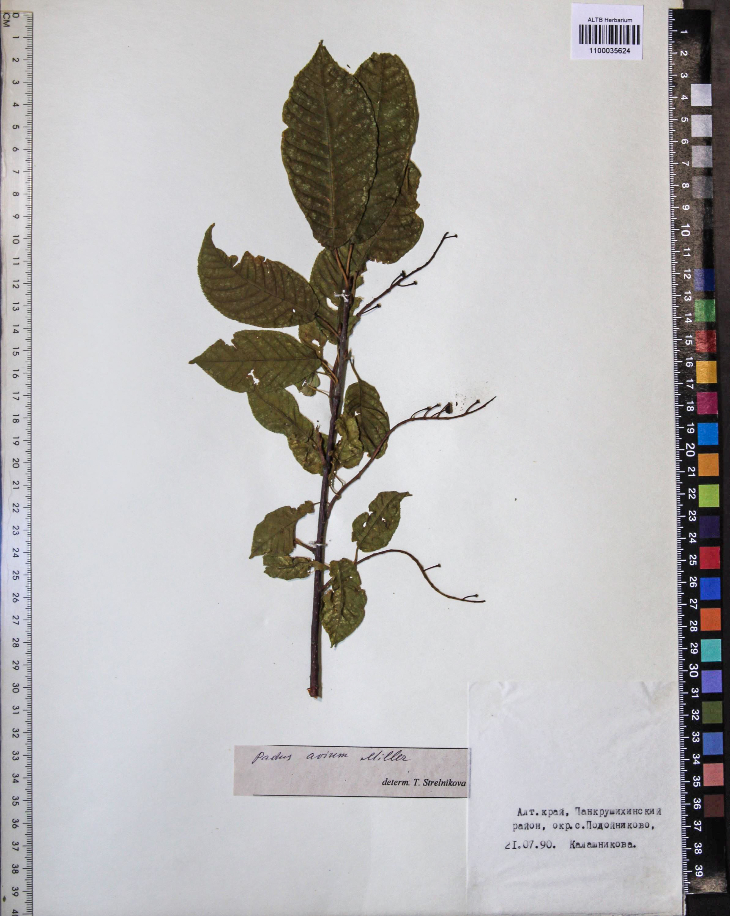 Prunus padus L.