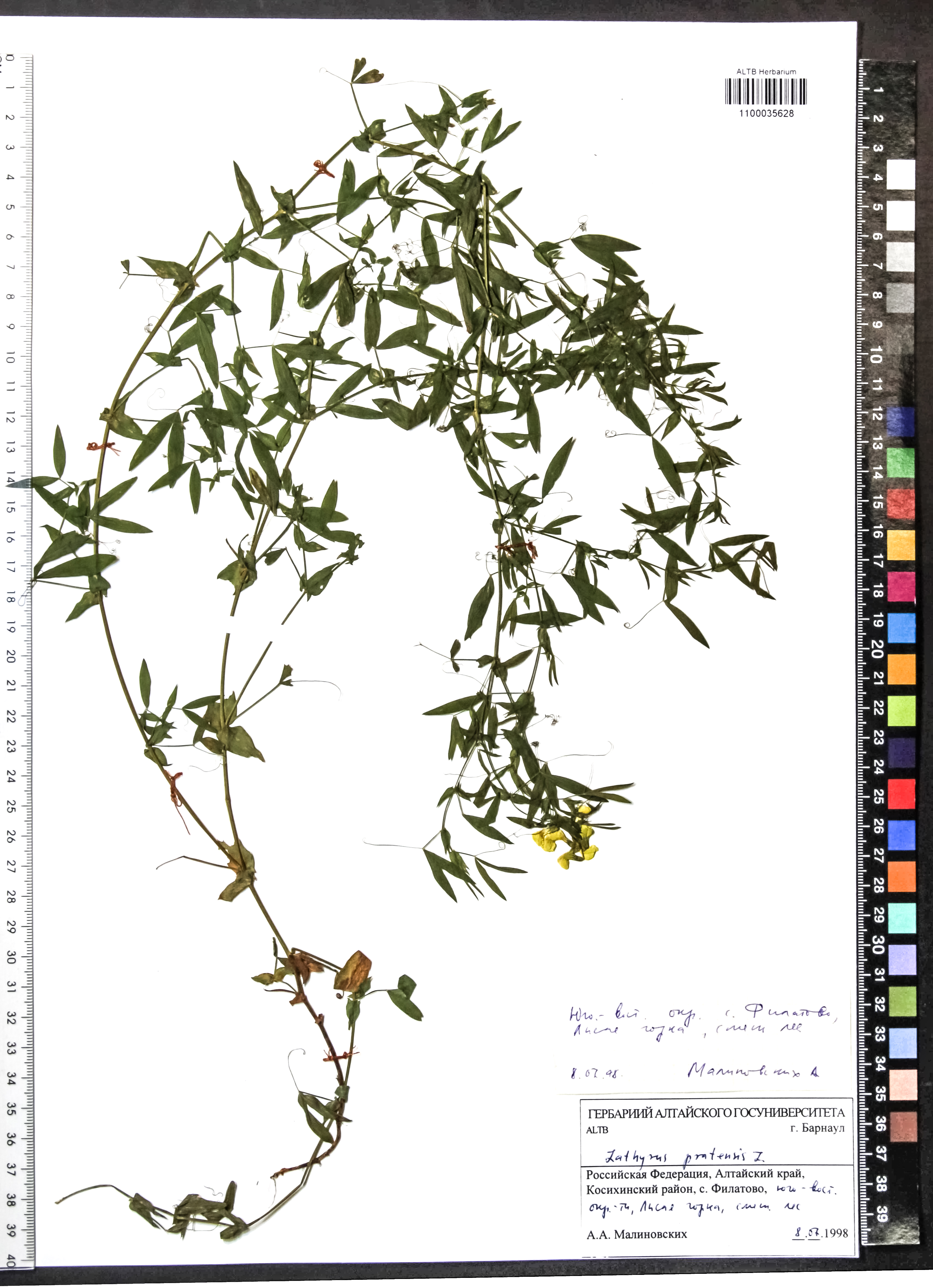 Lathyrus pratensis L.