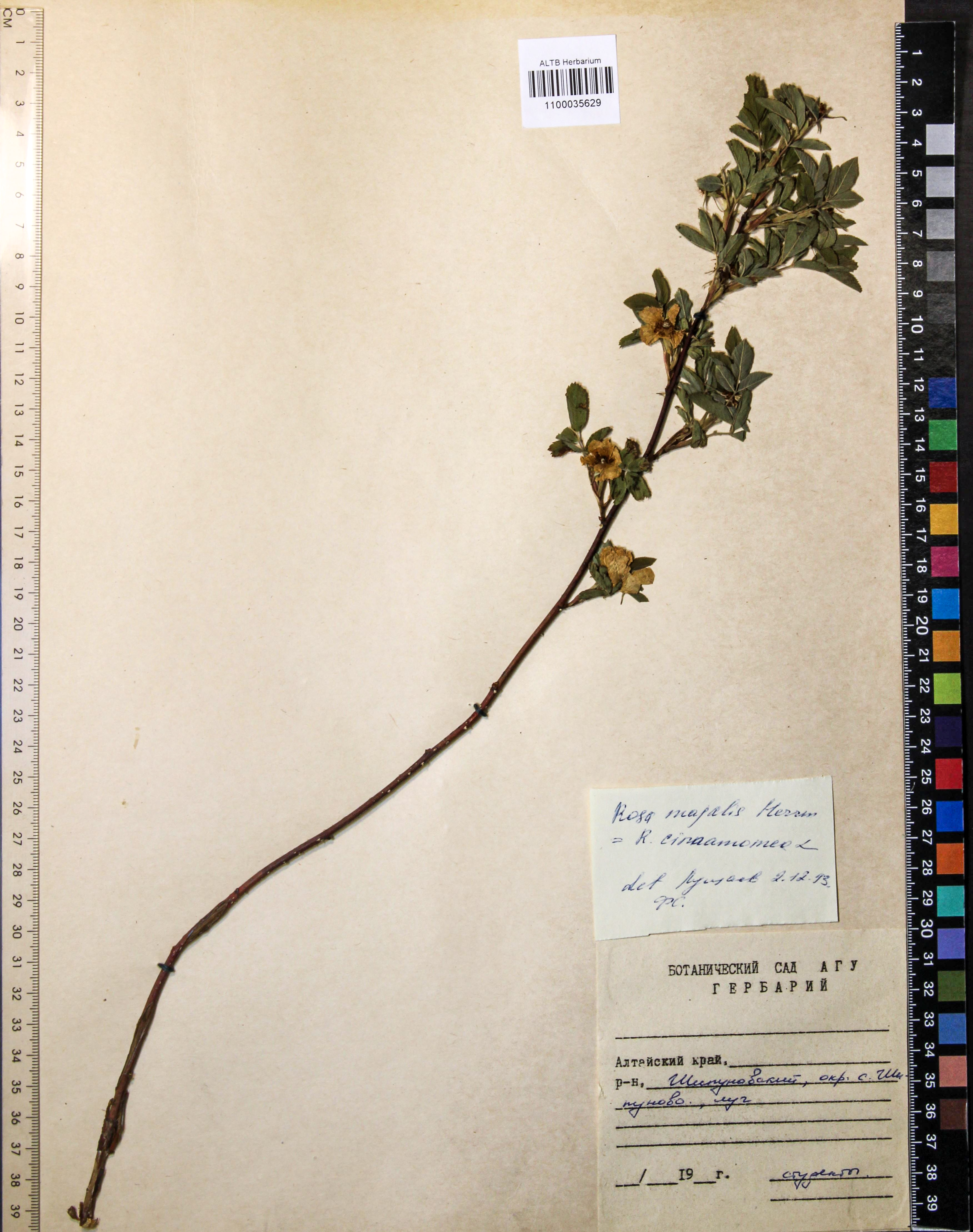 Rosa majalis Herrm.