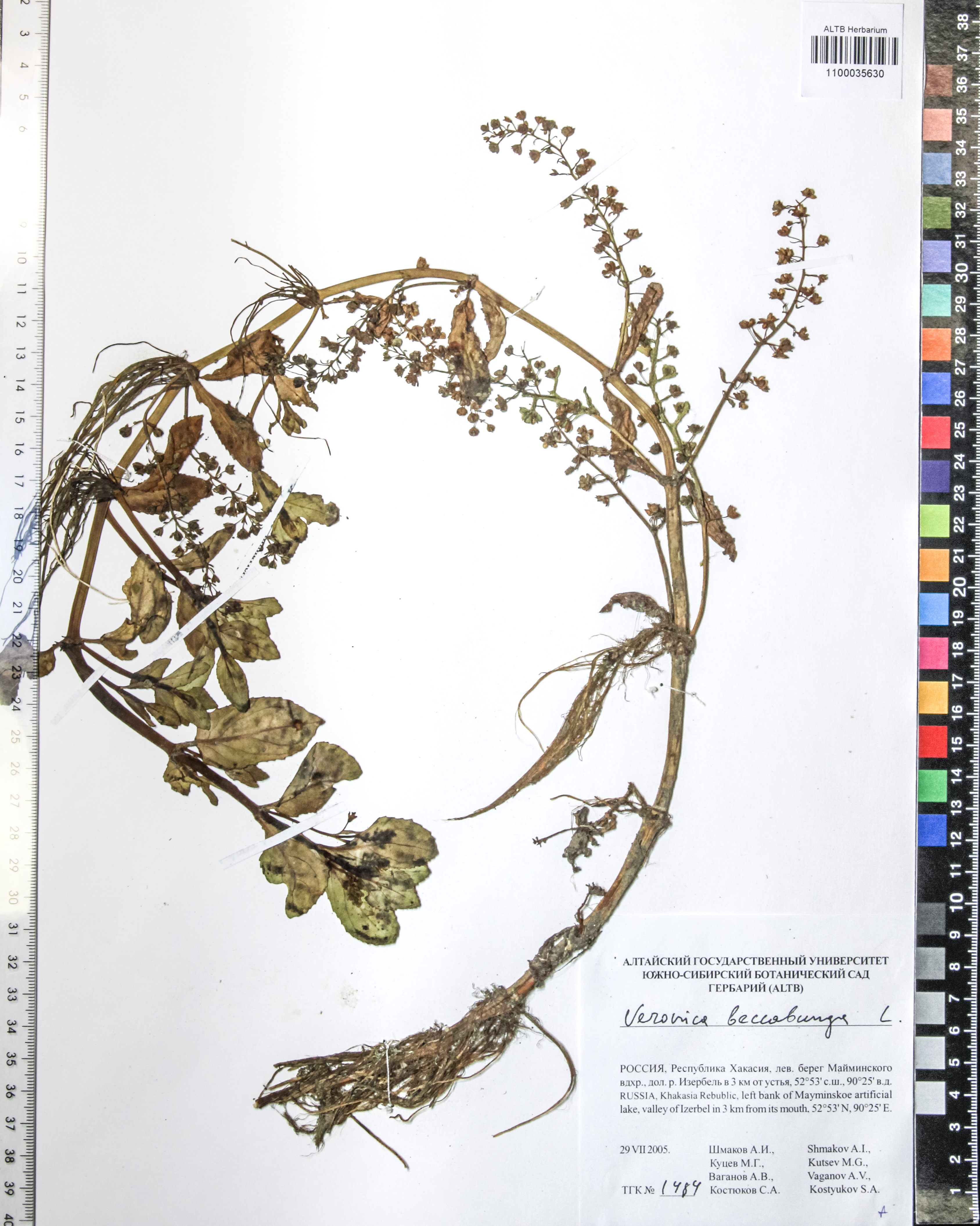 Veronica beccabunga L.