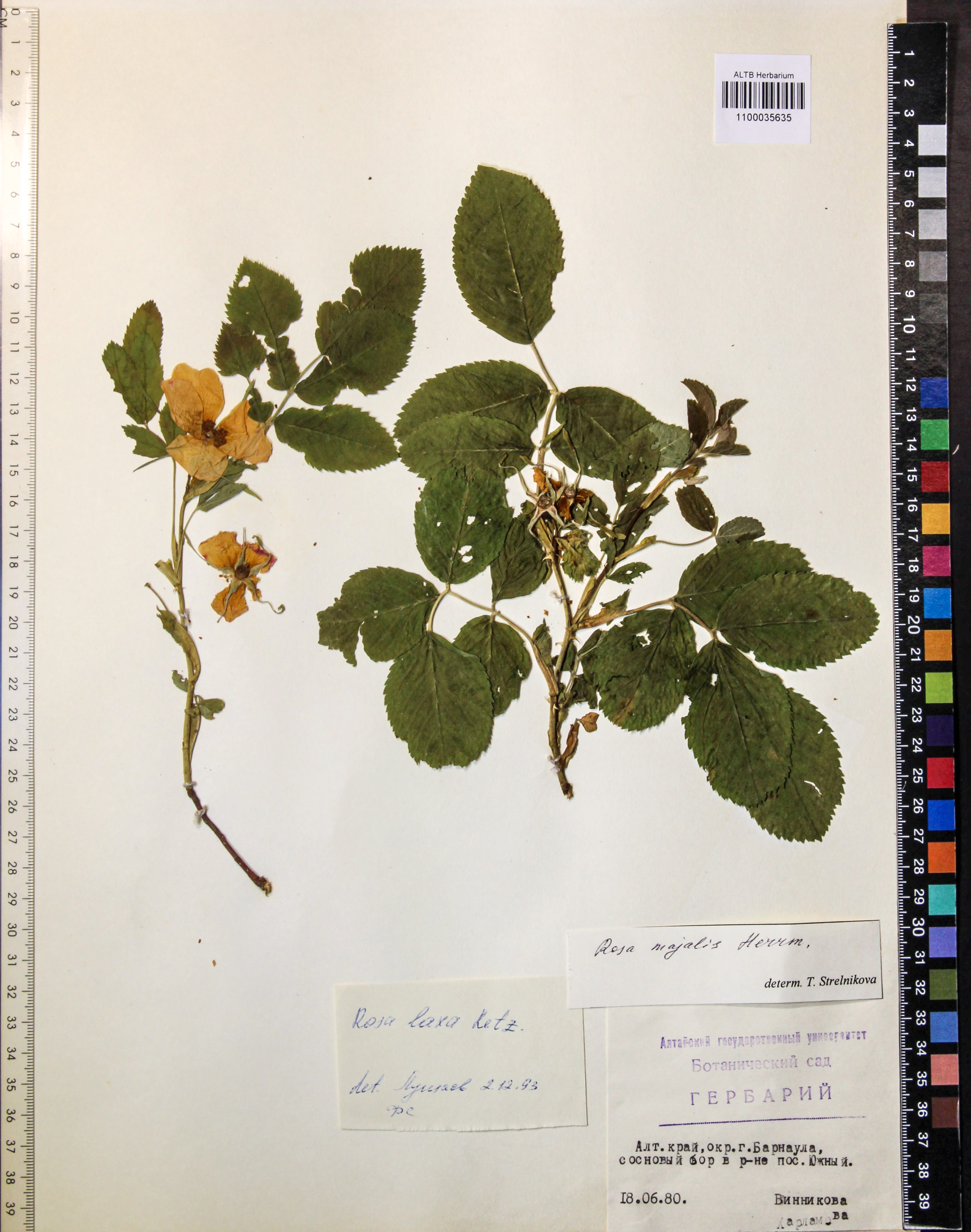 Rosa majalis Herrm.